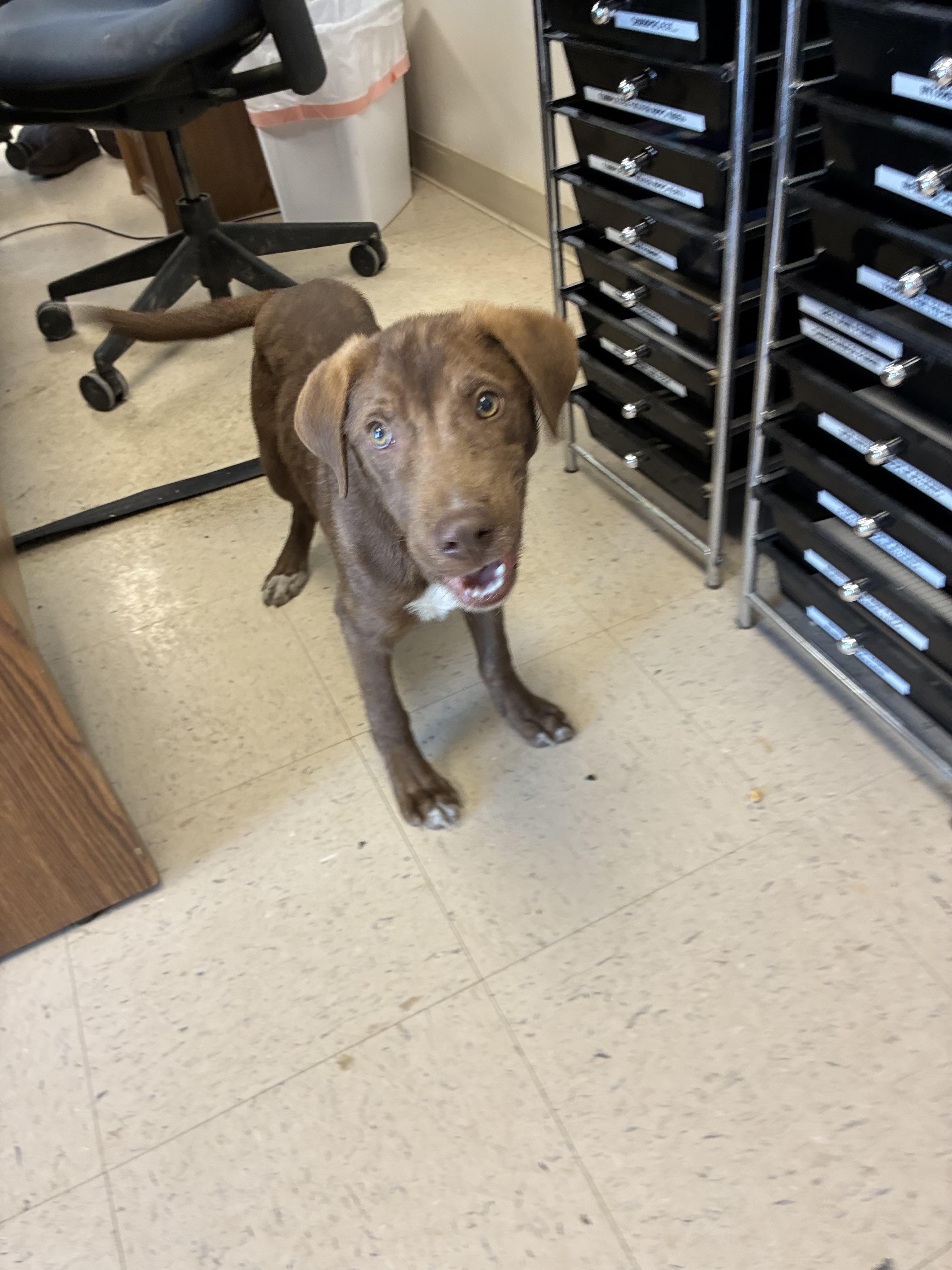 Enlarge Coco, a Adoptable mixed breed in Senatobia, MS image 3/3
