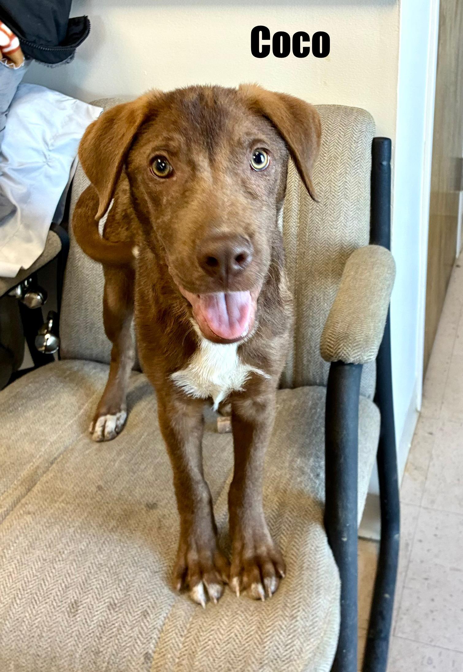 Enlarge Coco, a Adoptable mixed breed in Senatobia, MS image 1/3