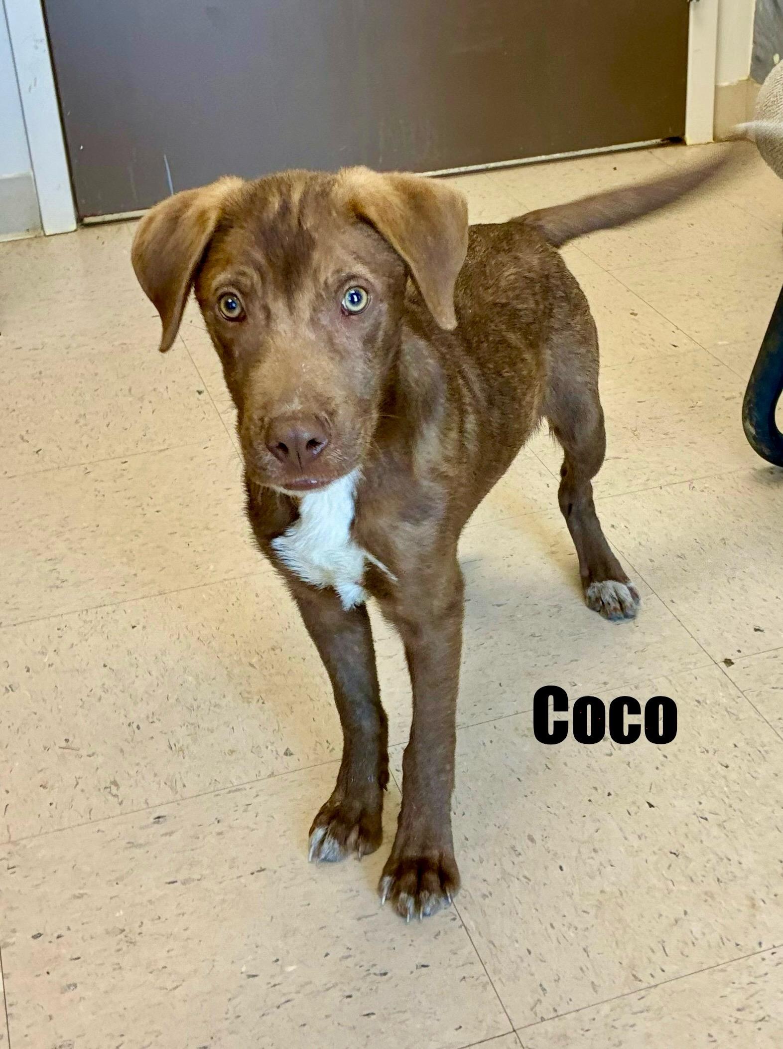 Enlarge Coco, a Adoptable mixed breed in Senatobia, MS image 2/3