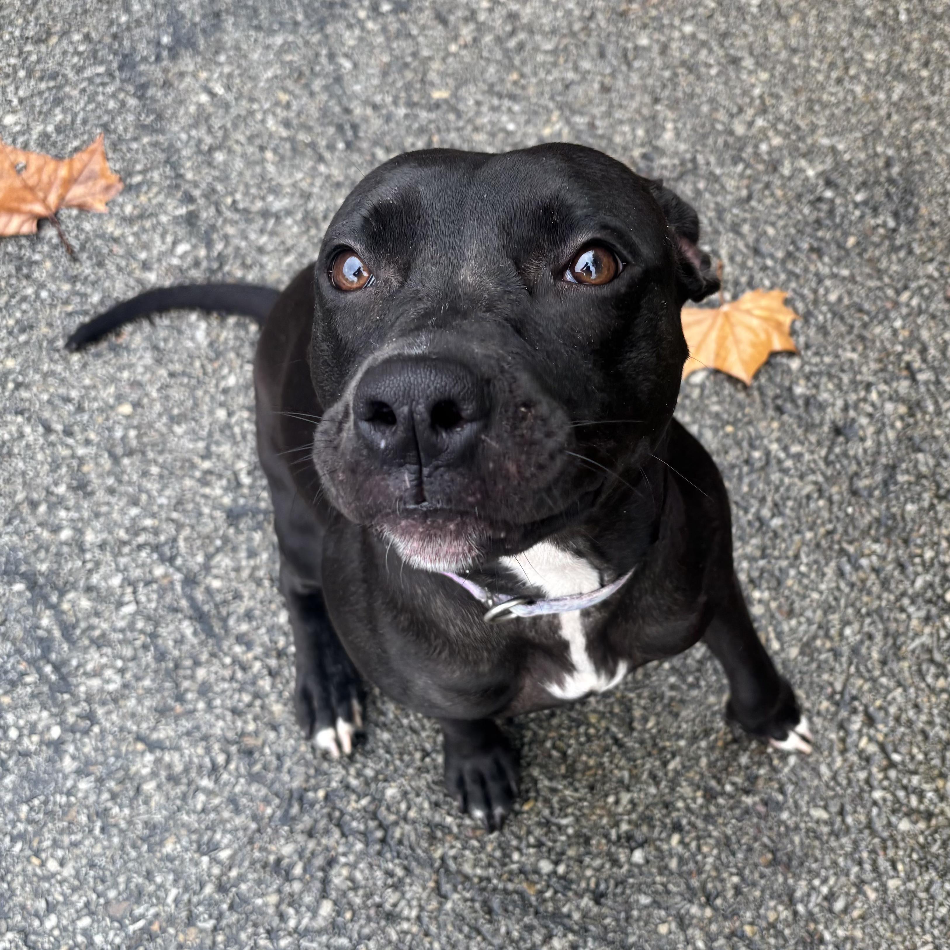 Enlarge Colette, a Adoptable mixed breed in Waynesburg, PA image 4/6