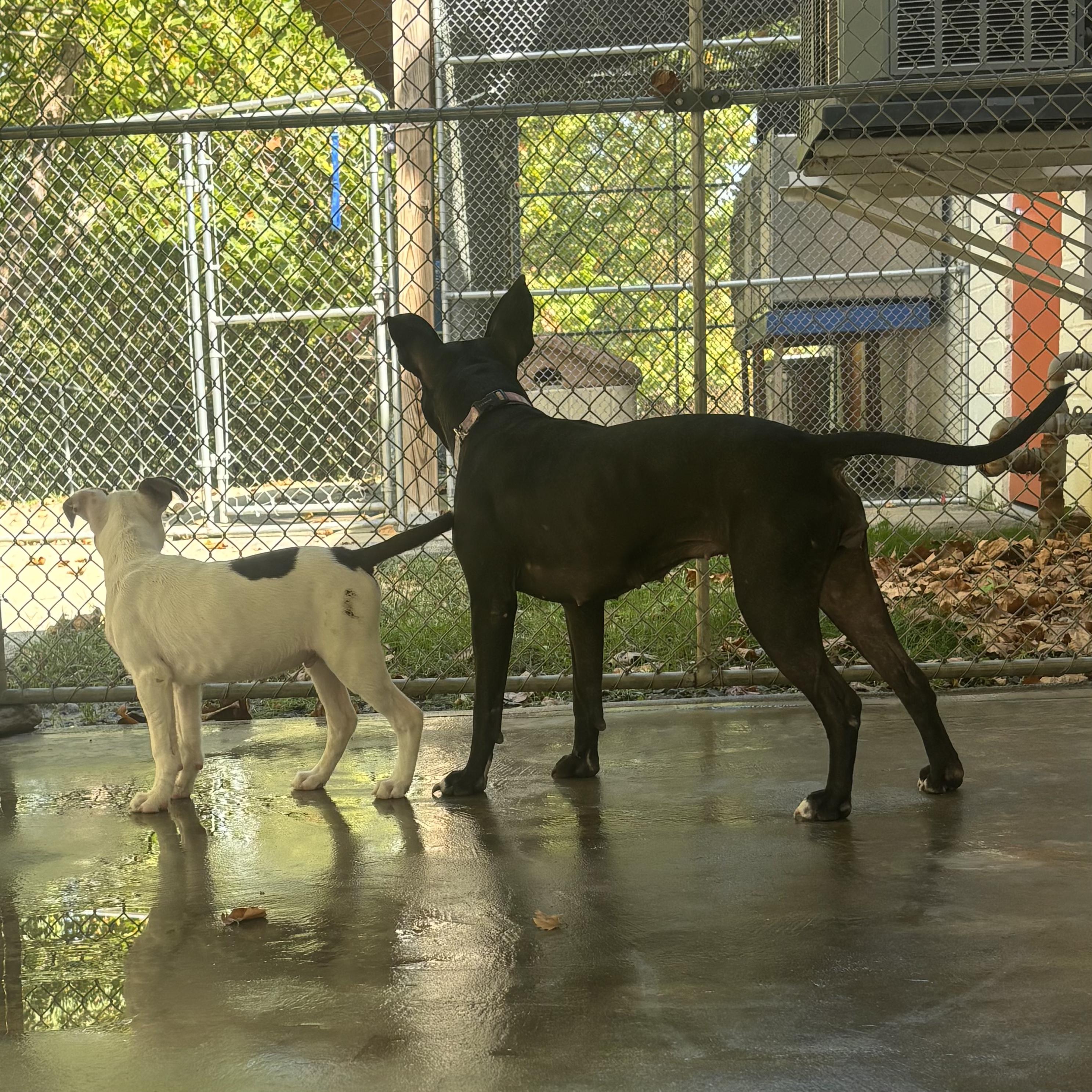 Enlarge Colette, a Adoptable mixed breed in Waynesburg, PA image 3/6