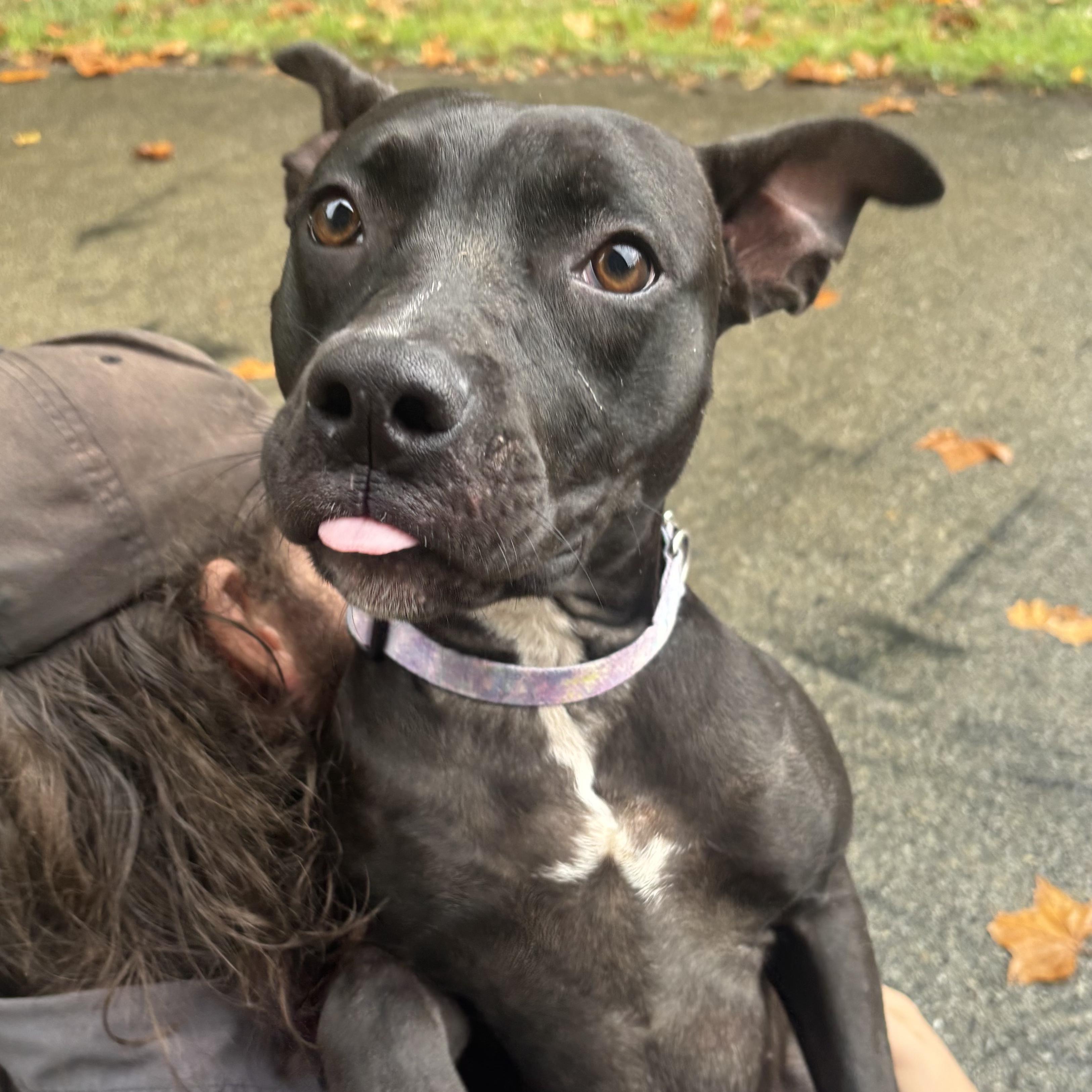 Enlarge Colette, a Adoptable mixed breed in Waynesburg, PA image 1/6