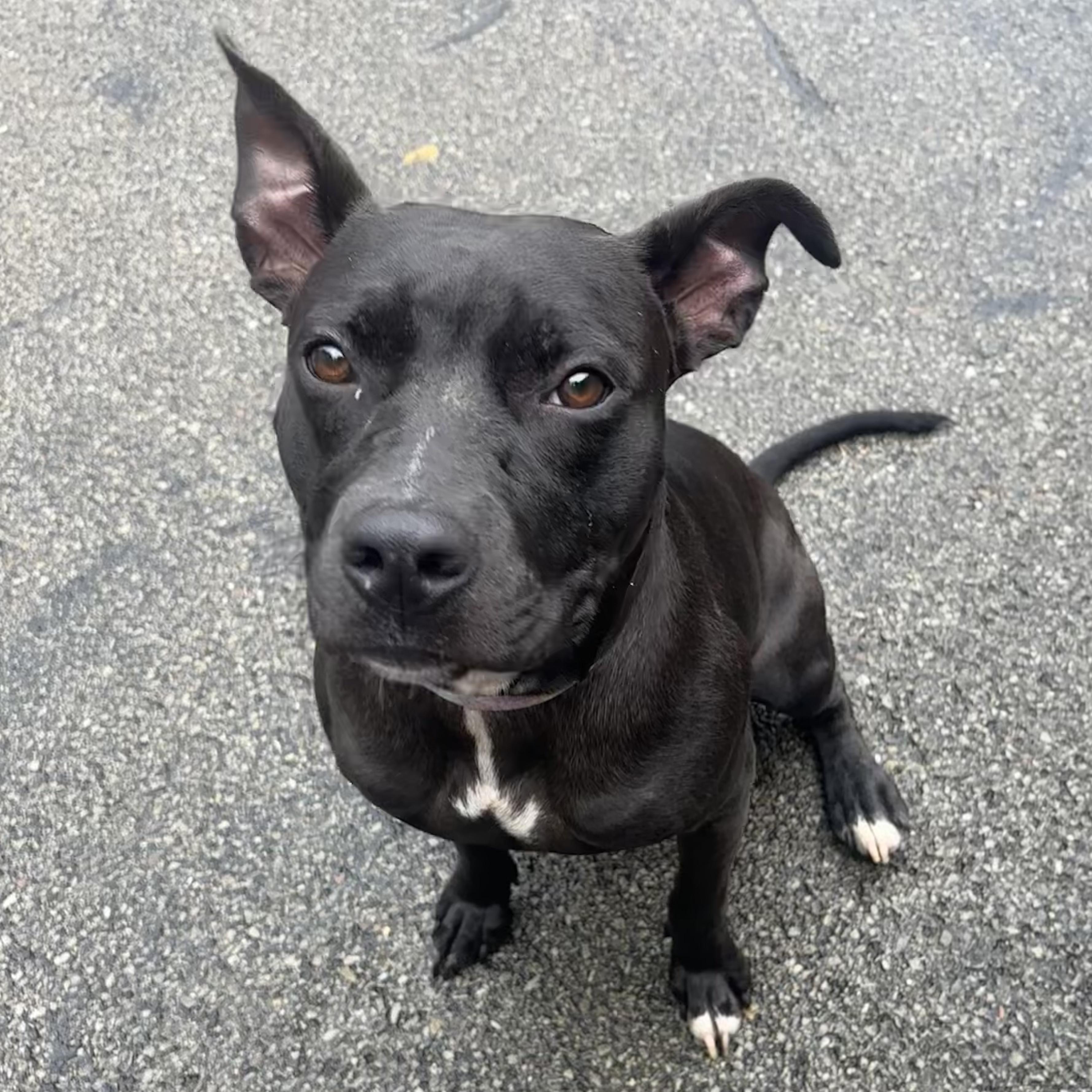 Enlarge Colette, a Adoptable mixed breed in Waynesburg, PA image 5/6