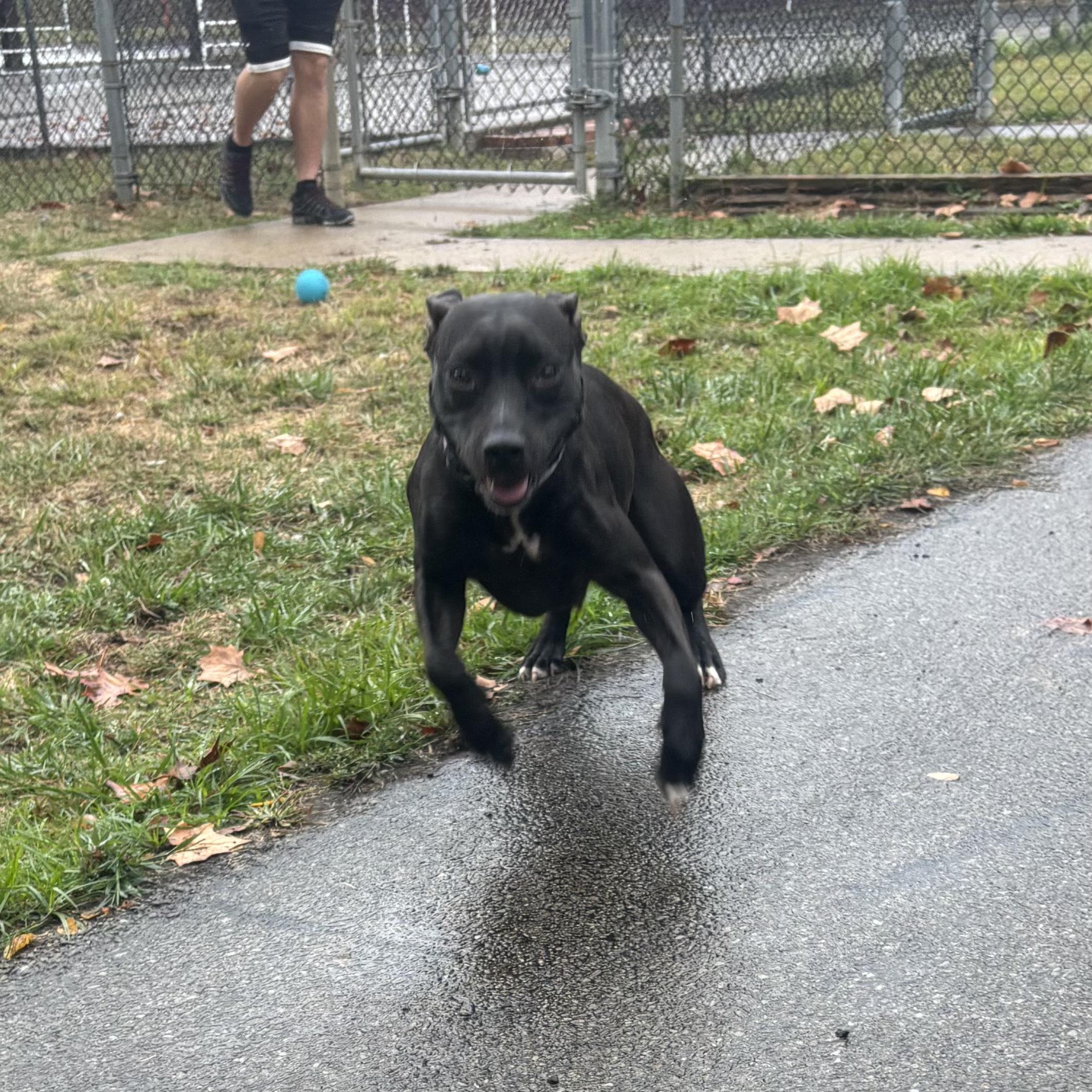 Enlarge Colette, a Adoptable mixed breed in Waynesburg, PA image 6/6