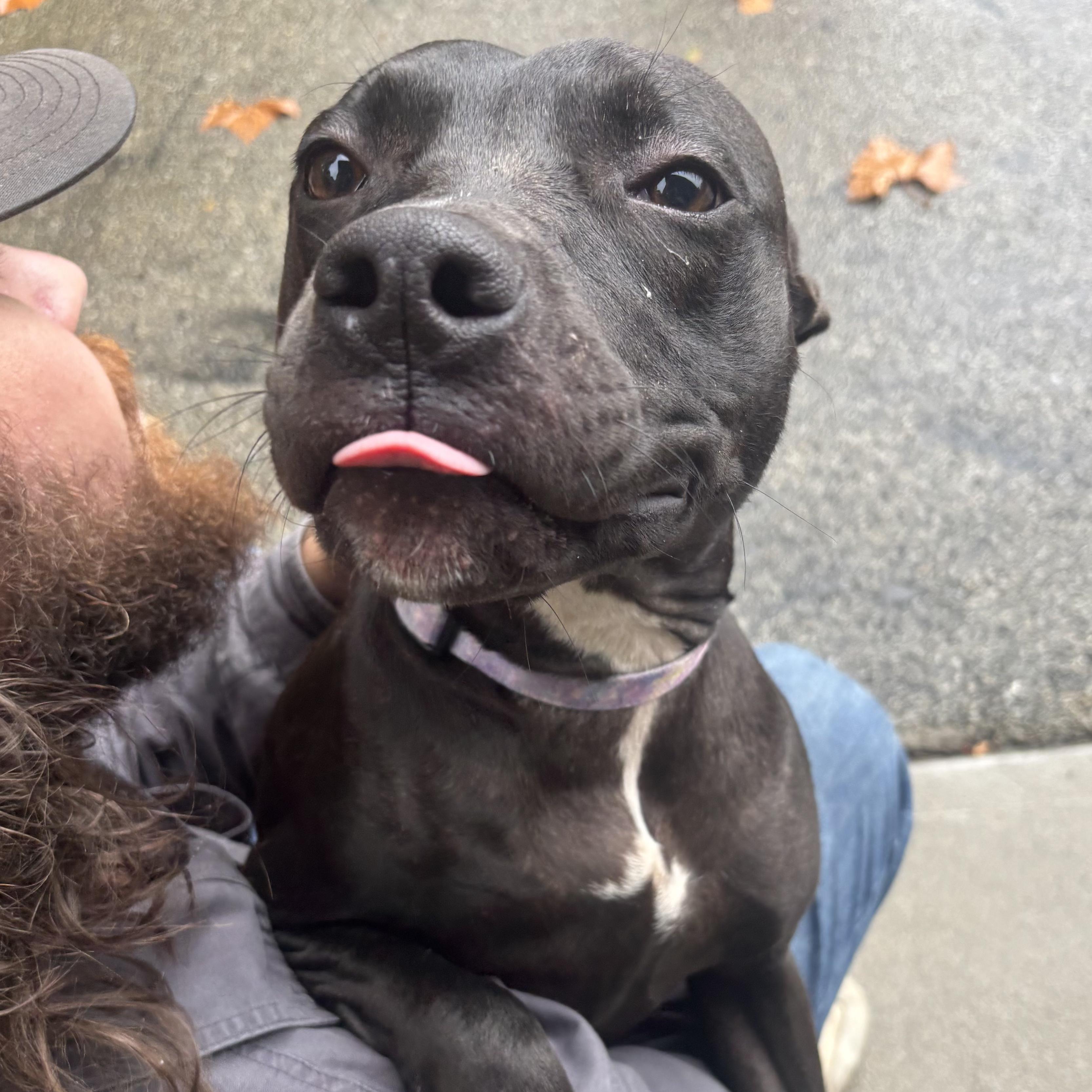 Enlarge Colette, a Adoptable mixed breed in Waynesburg, PA image 2/6