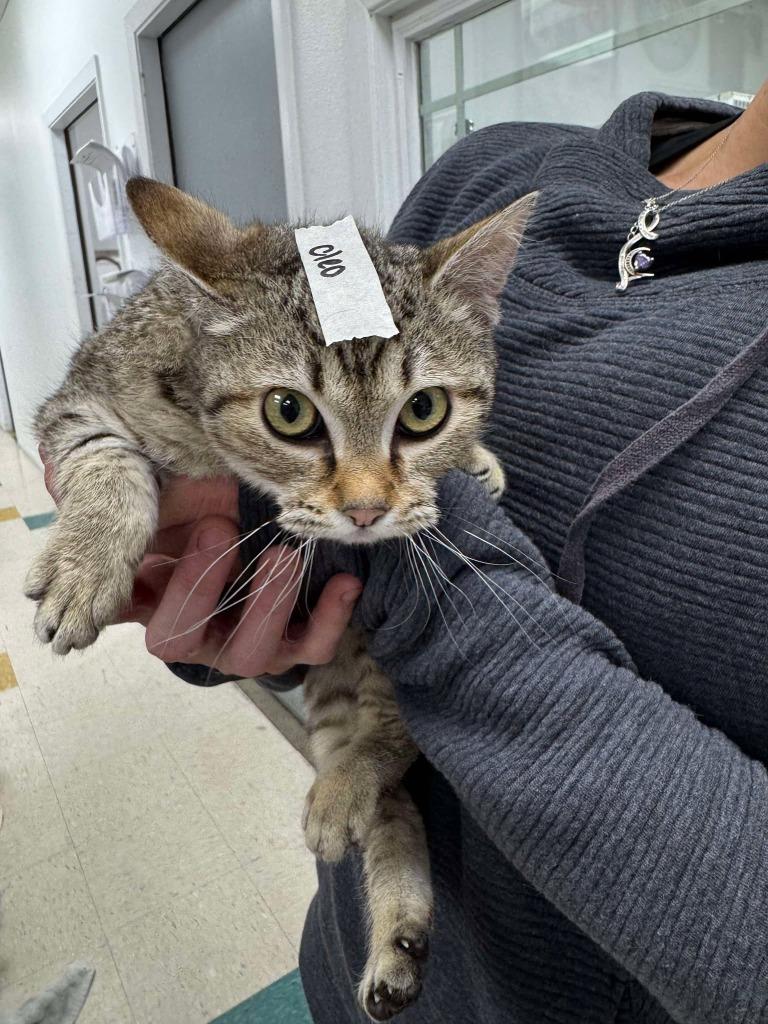 Cleo, Adoptable, Young Female Domestic Short Hair.