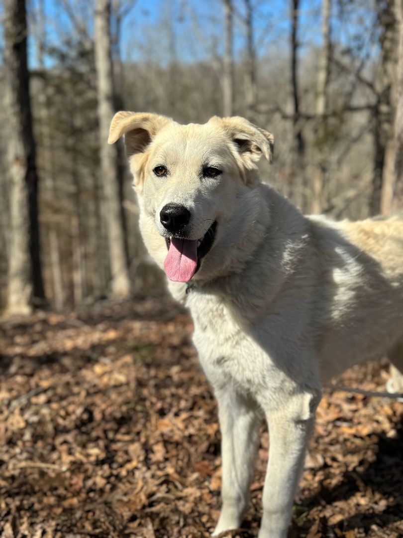 Zeus - Transport, a Adoptable mixed breed in Wilmington, OH image 3/6