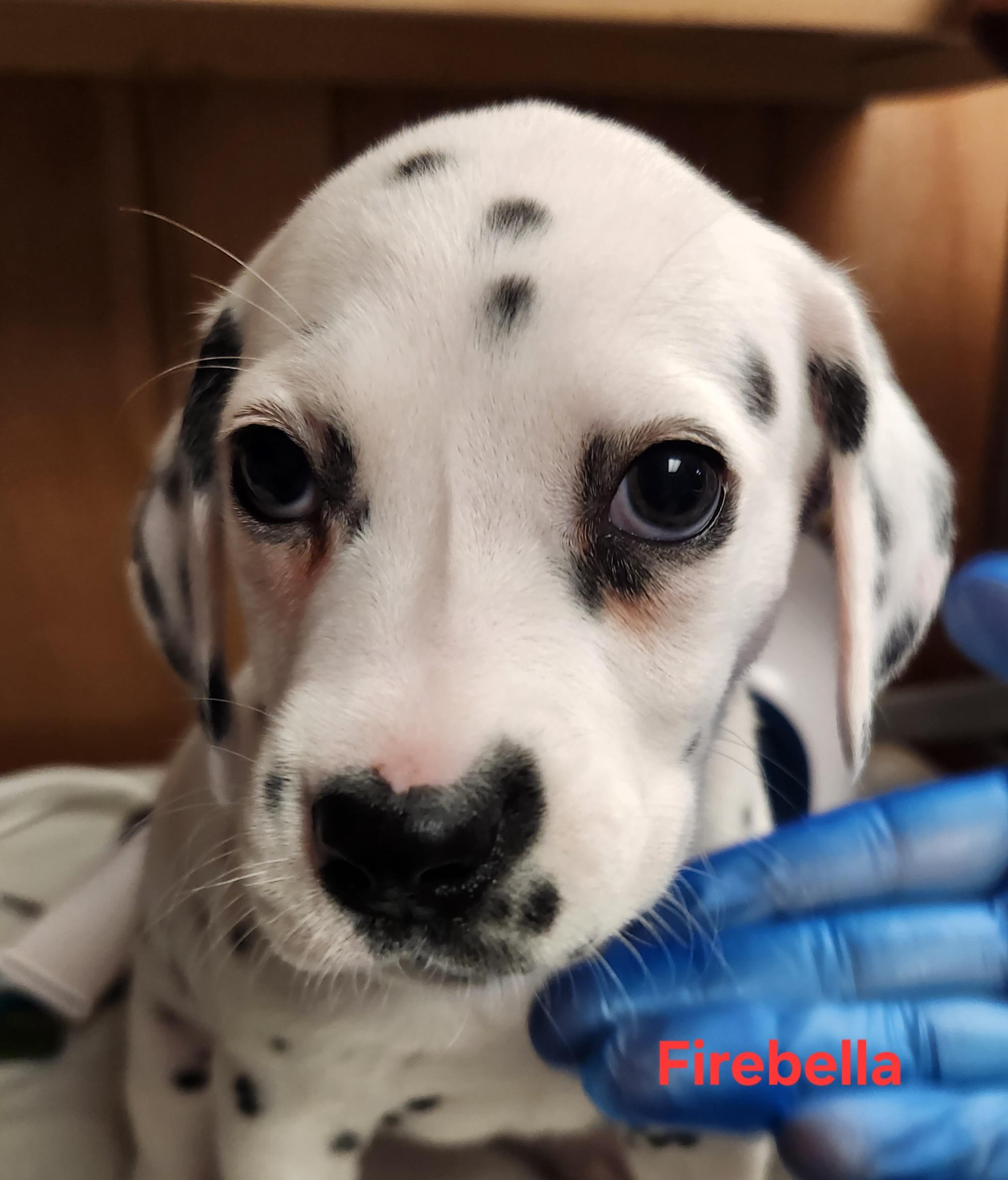 Enlarge Firebella, an adopted Dalmatian in North Augusta, SC image 3/3