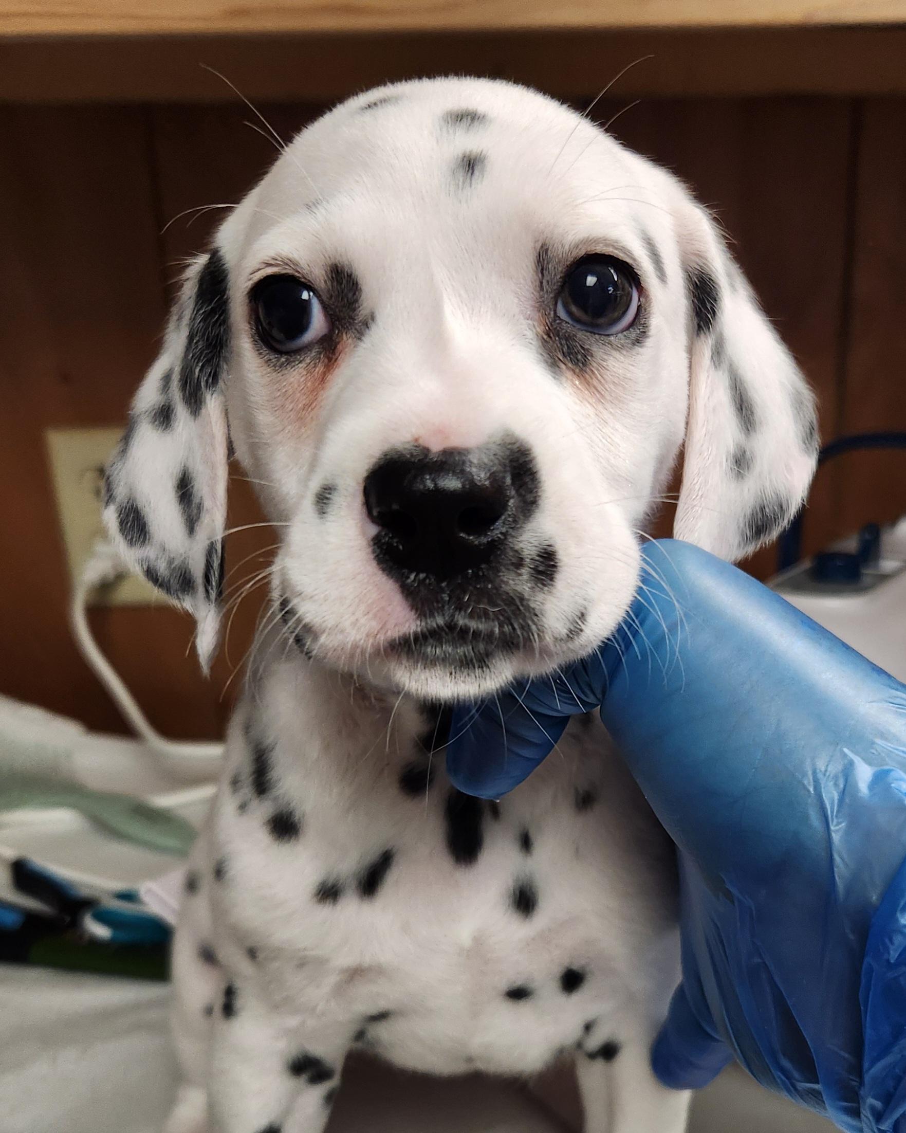 Enlarge Firebella, an adopted Dalmatian in North Augusta, SC image 1/3