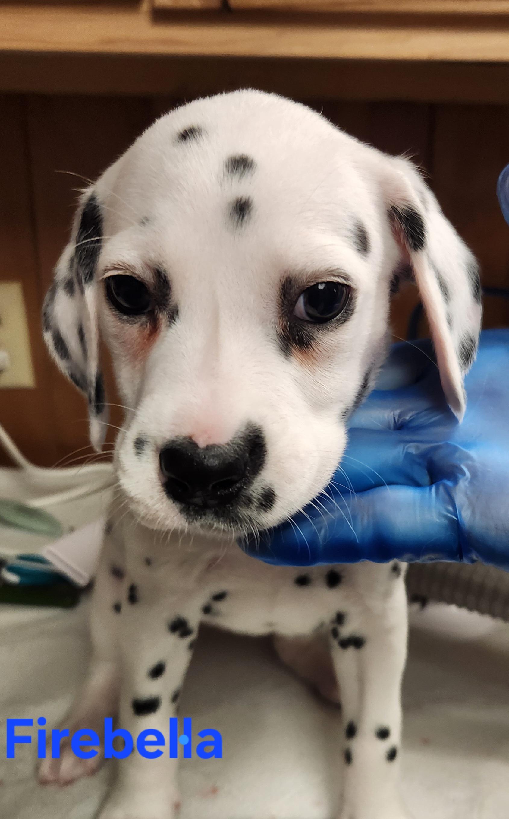 Enlarge Firebella, an adopted Dalmatian in North Augusta, SC image 2/3