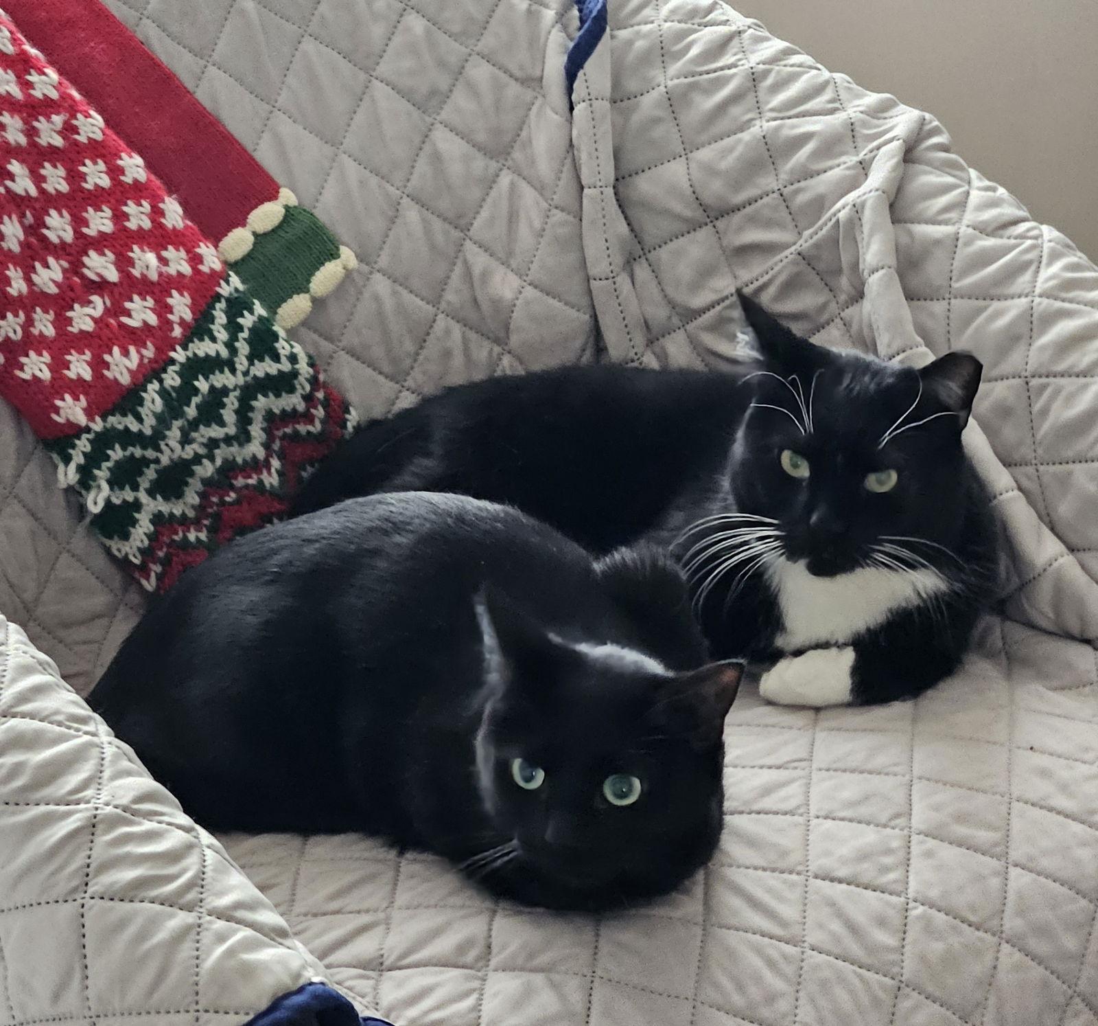 BUDDY, Adoptable, Adult Male Domestic Short Hair.