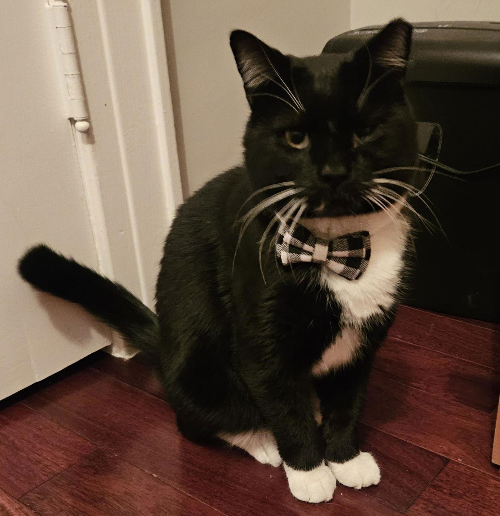 Buddy, Adoptable, Adult Male Domestic Short Hair.