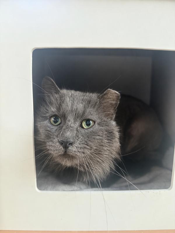 Gumpy, Adoptable, Adult Male Domestic Long Hair.