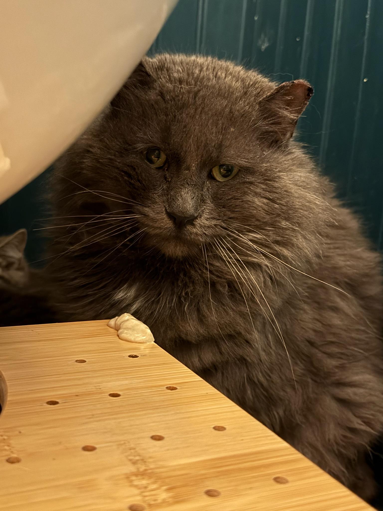 Gumpy, a Adoptable Domestic Long Hair in Gaylordsville, CT image 3/3