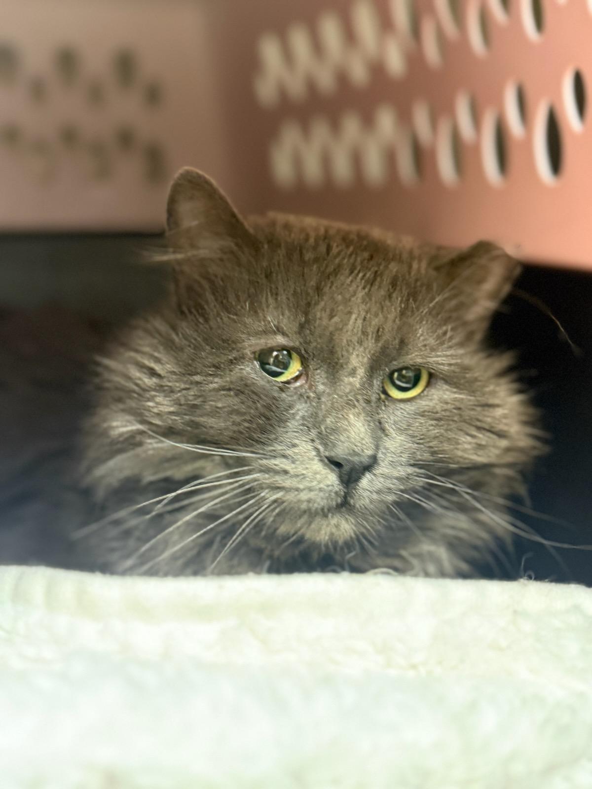 Gumpy, a Adoptable Domestic Long Hair in Gaylordsville, CT image 2/3