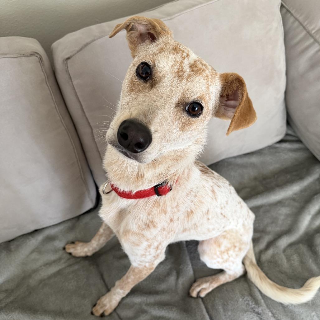 Dexter Morgan, Adoptable, Adult Male English Coonhound & Cattle Dog.