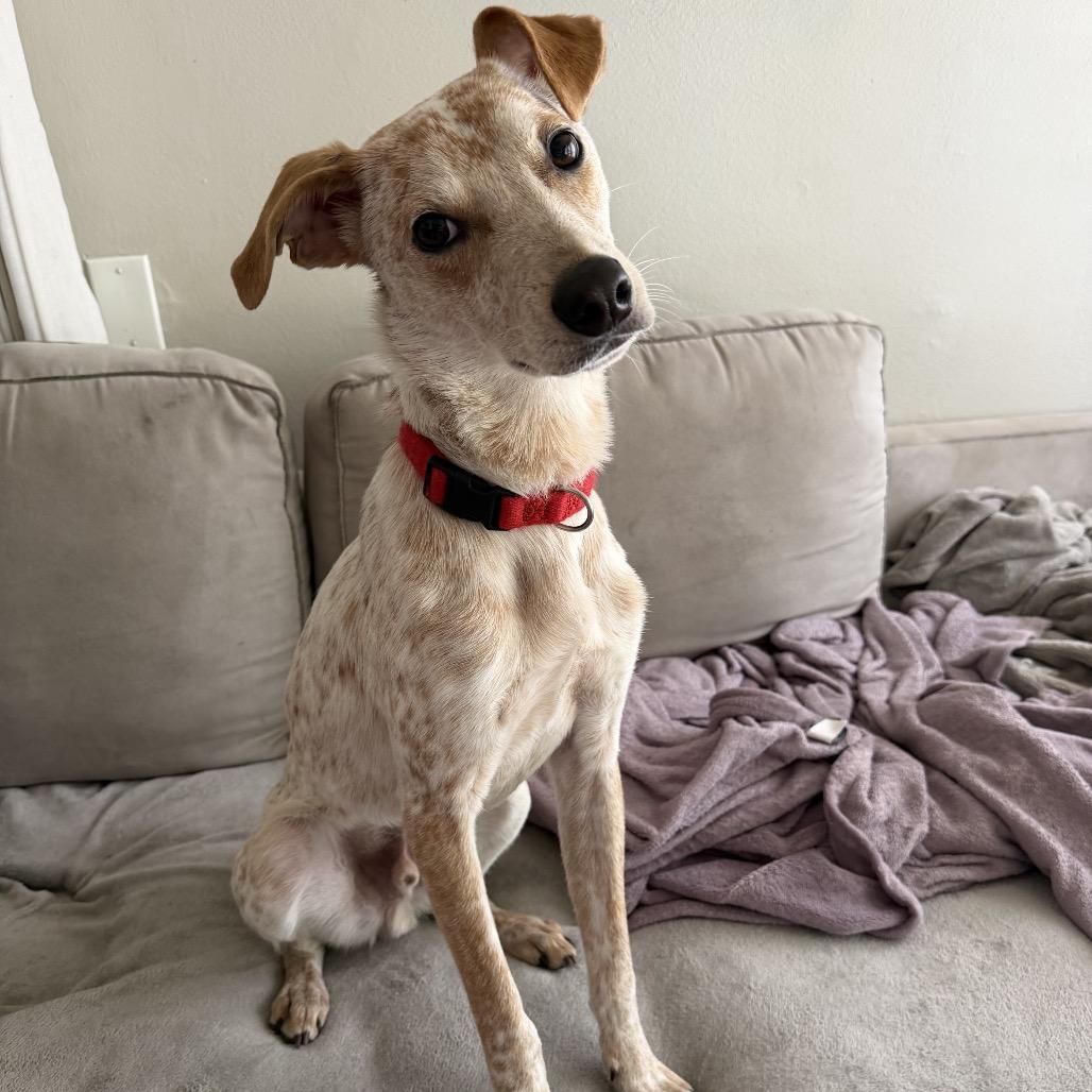Enlarge Dexter Morgan, a Adoptable mixed breed in New Orleans, LA image 2/6