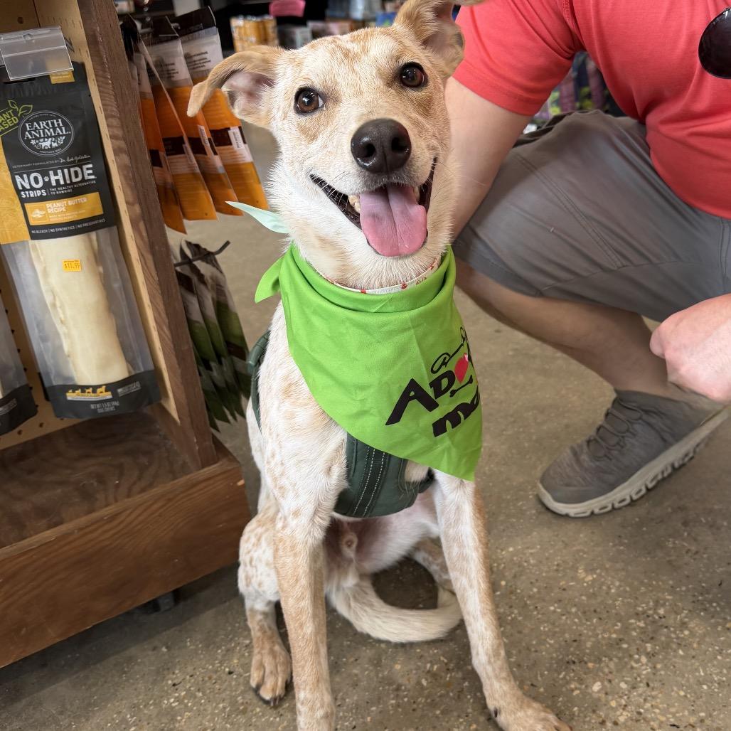Enlarge Dexter Morgan, a Adoptable mixed breed in New Orleans, LA image 3/6
