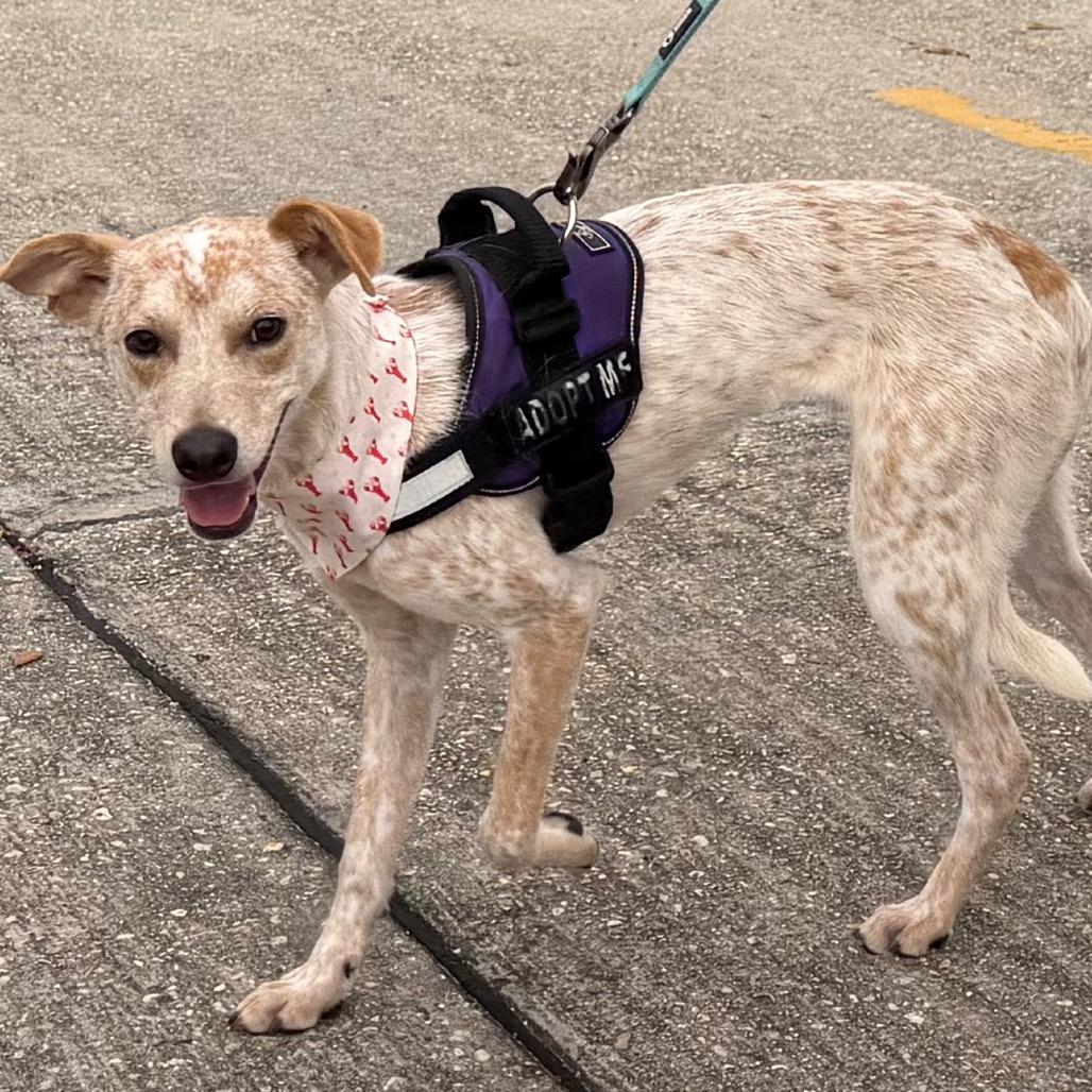 Enlarge Dexter Morgan, a Adoptable mixed breed in New Orleans, LA image 4/6