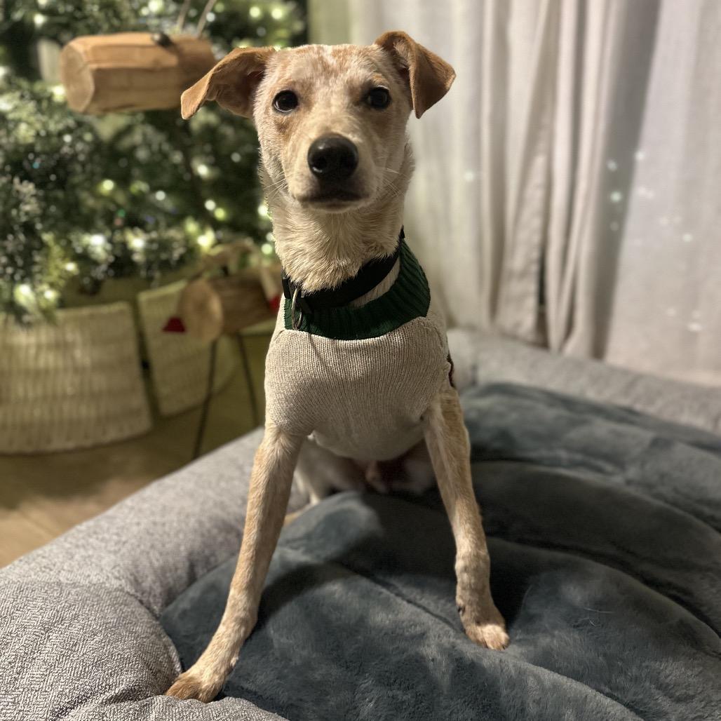 Enlarge Dexter Morgan, a Adoptable mixed breed in New Orleans, LA image 5/6