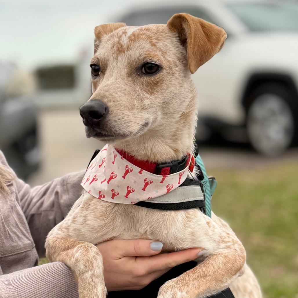 Enlarge Dexter Morgan, a Adoptable mixed breed in New Orleans, LA image 6/6