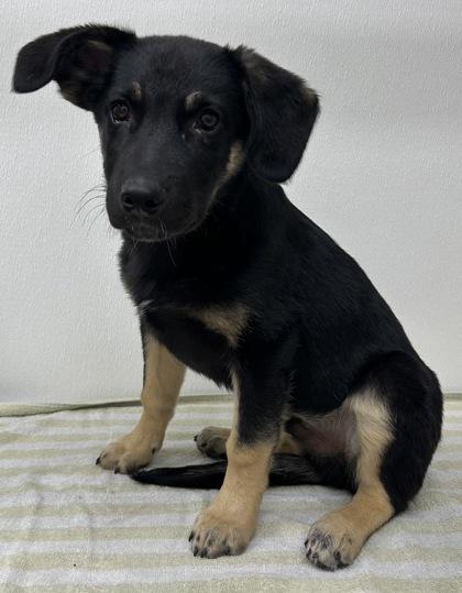 Sterling, Adoptable, Young Male Shepherd & Mixed Breed.