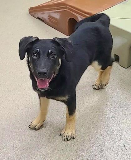 Sterling, a Adoptable mixed breed in Phoenix, AZ image 2/2
