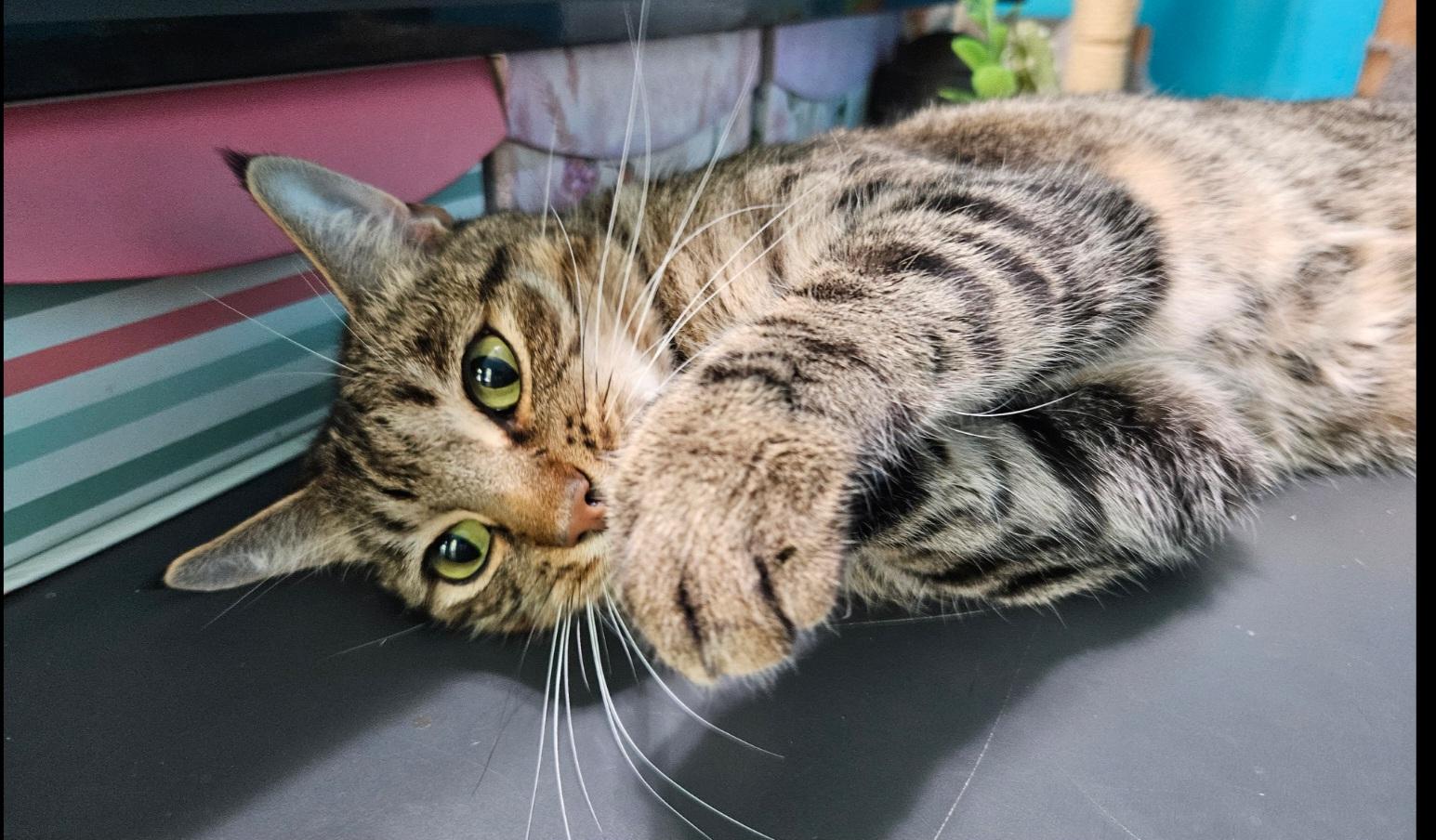 Enlarge Timber **COURTESY LISTING**CONTACT OWNER DIRECTLY**, a ADOPTABLE mixed breed in Frisco, TX image 2/5