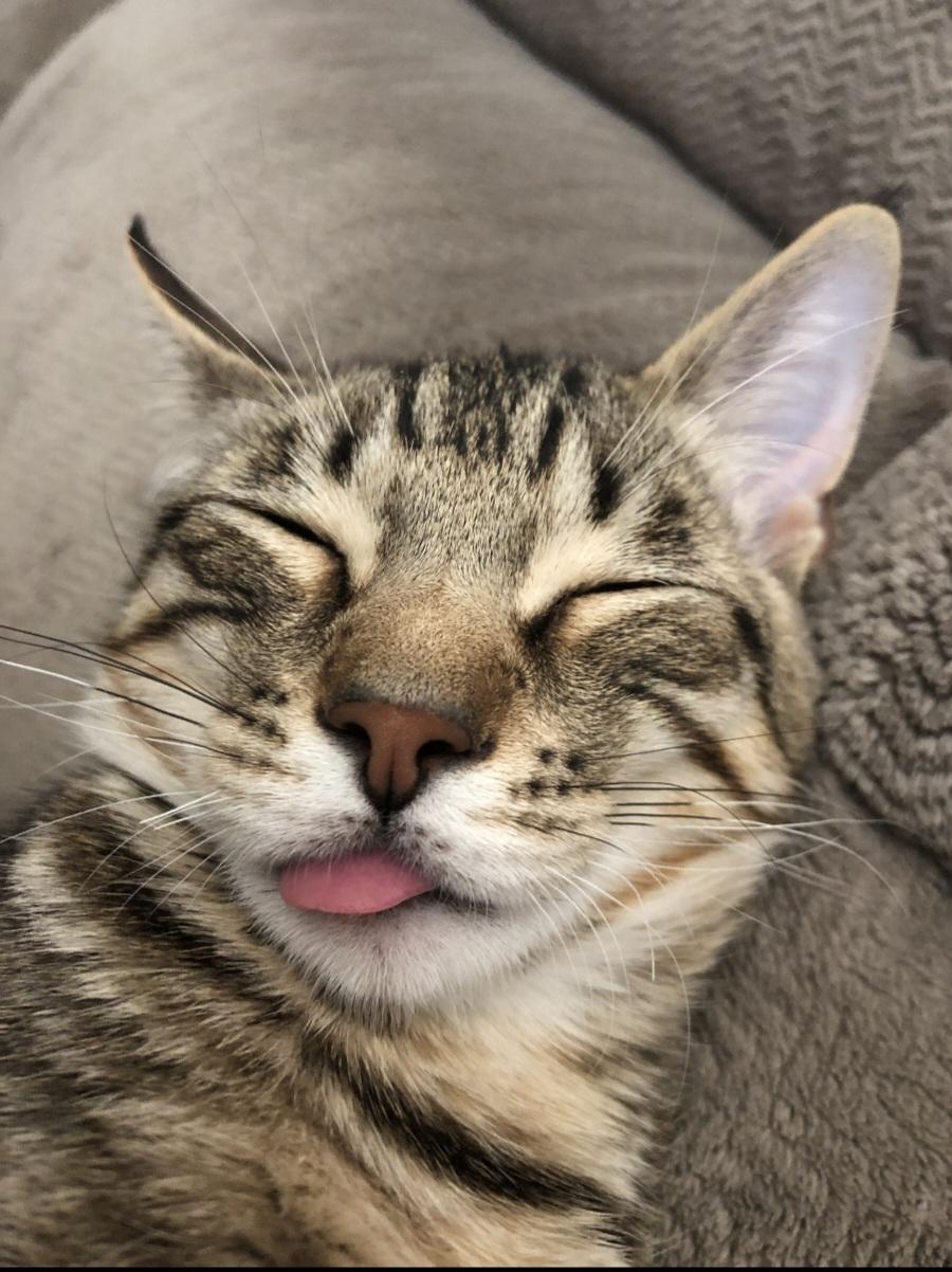 Enlarge Timber **COURTESY LISTING**CONTACT OWNER DIRECTLY**, a ADOPTABLE mixed breed in Frisco, TX image 1/5