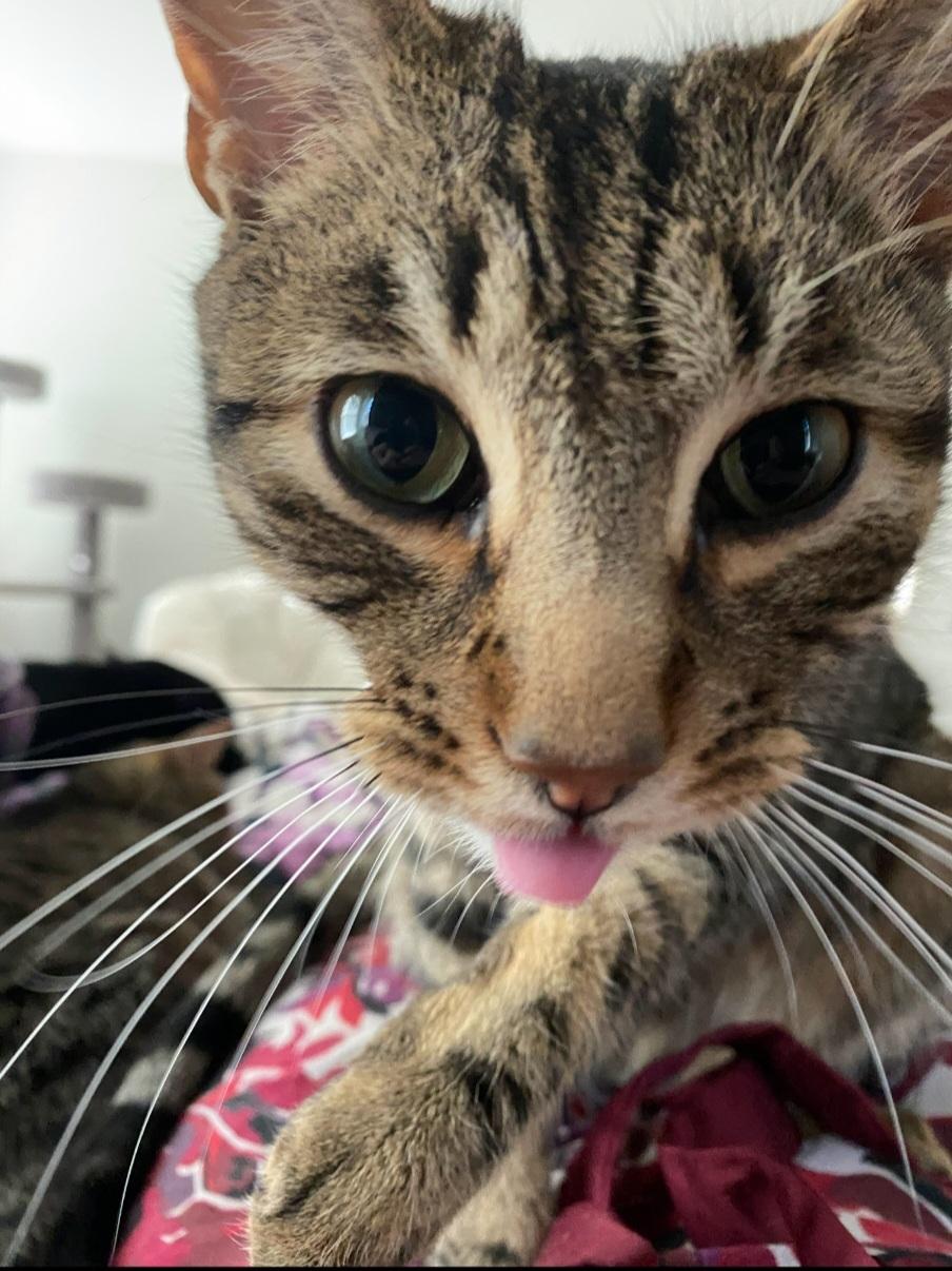 Enlarge Timber **COURTESY LISTING**CONTACT OWNER DIRECTLY**, a ADOPTABLE mixed breed in Frisco, TX image 4/5