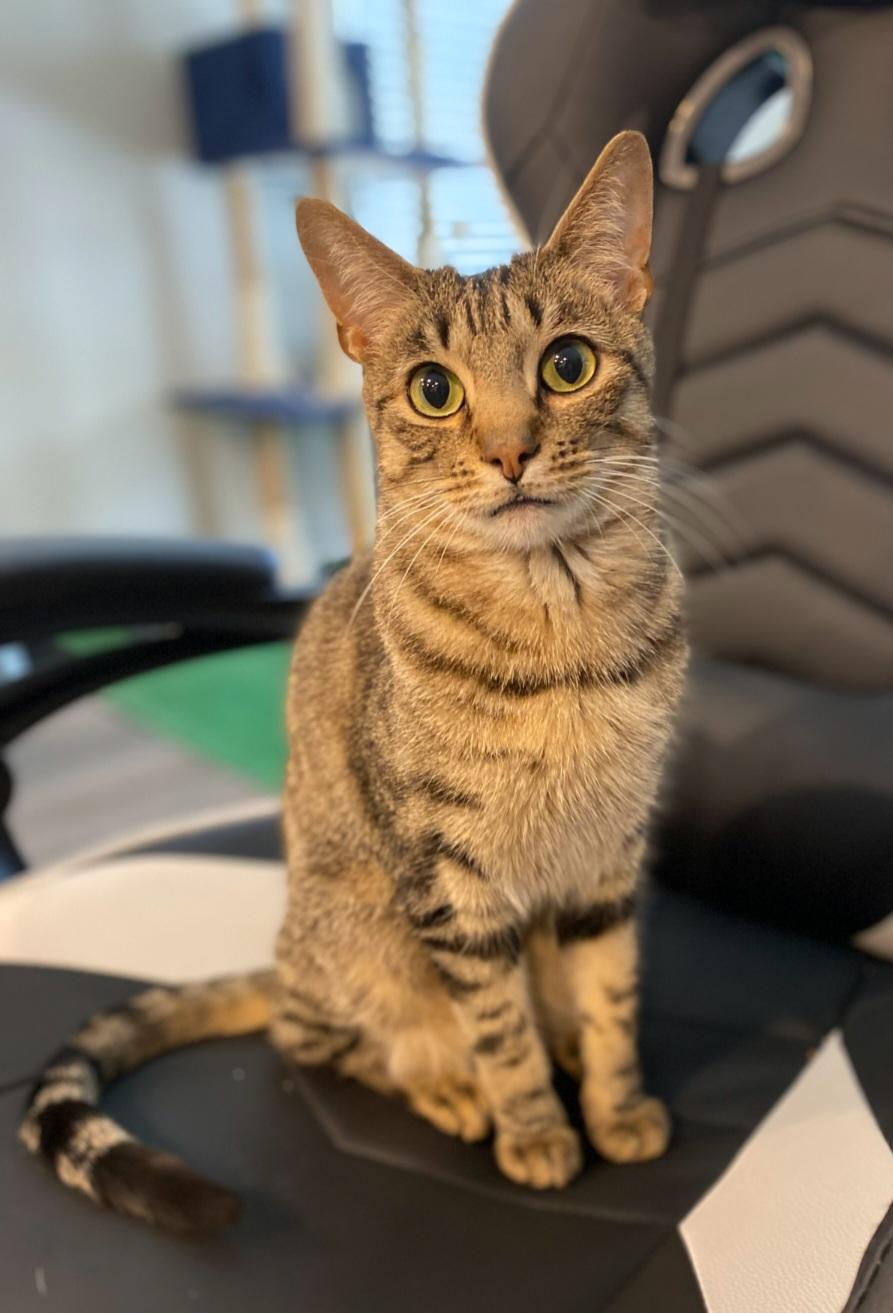 Enlarge Timber **COURTESY LISTING**CONTACT OWNER DIRECTLY**, a ADOPTABLE mixed breed in Frisco, TX image 5/5