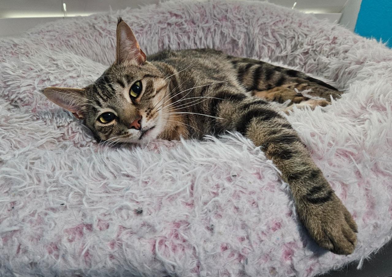 Enlarge Timber **COURTESY LISTING**CONTACT OWNER DIRECTLY**, a ADOPTABLE mixed breed in Frisco, TX image 3/5