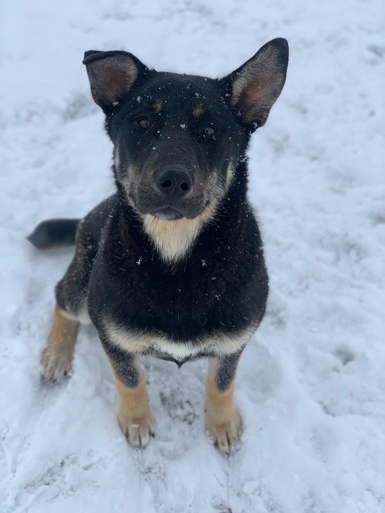 Margo, adopted, Adult Female German Shepherd Dog.
