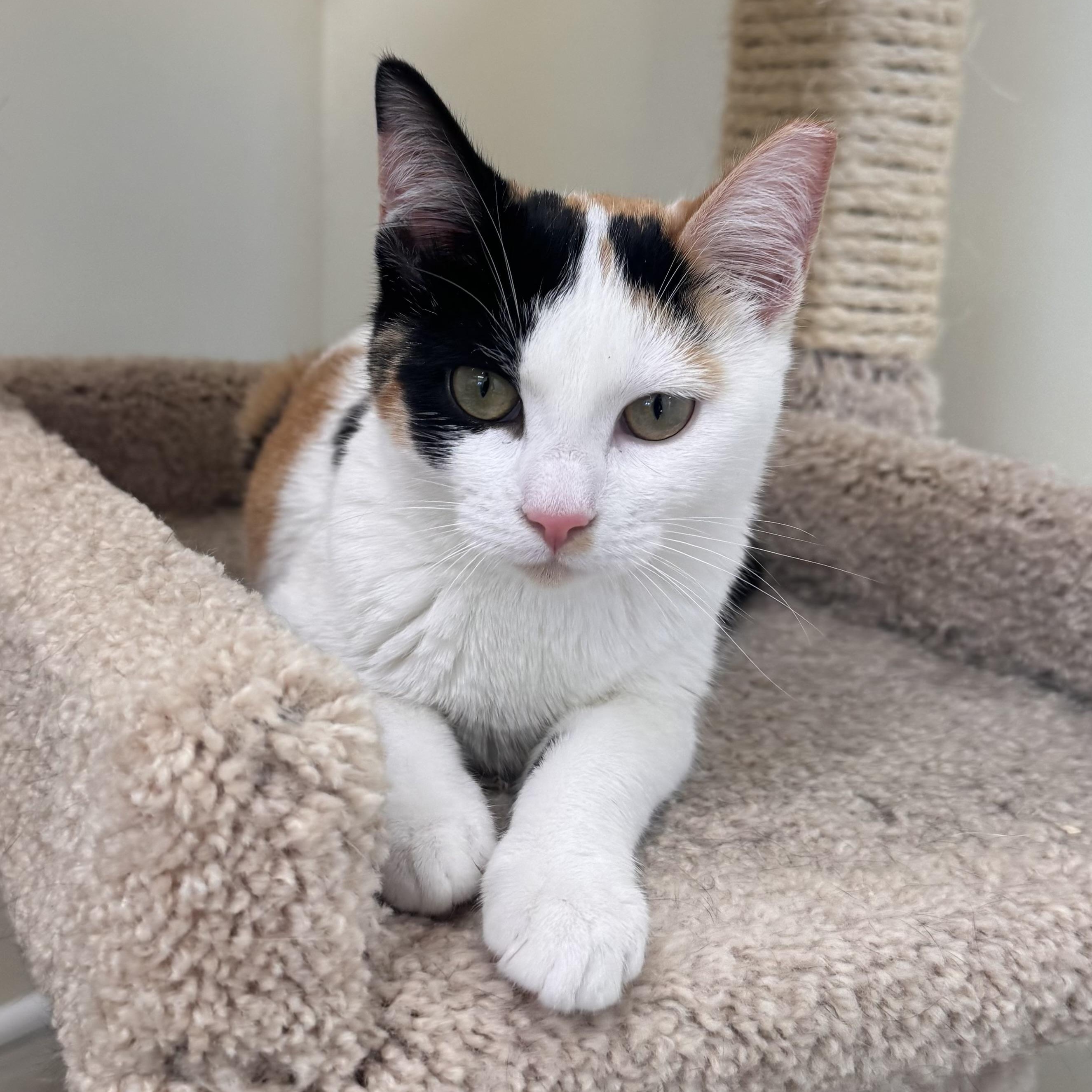 Elsa, ADOPTABLE, Kitten Female Calico.