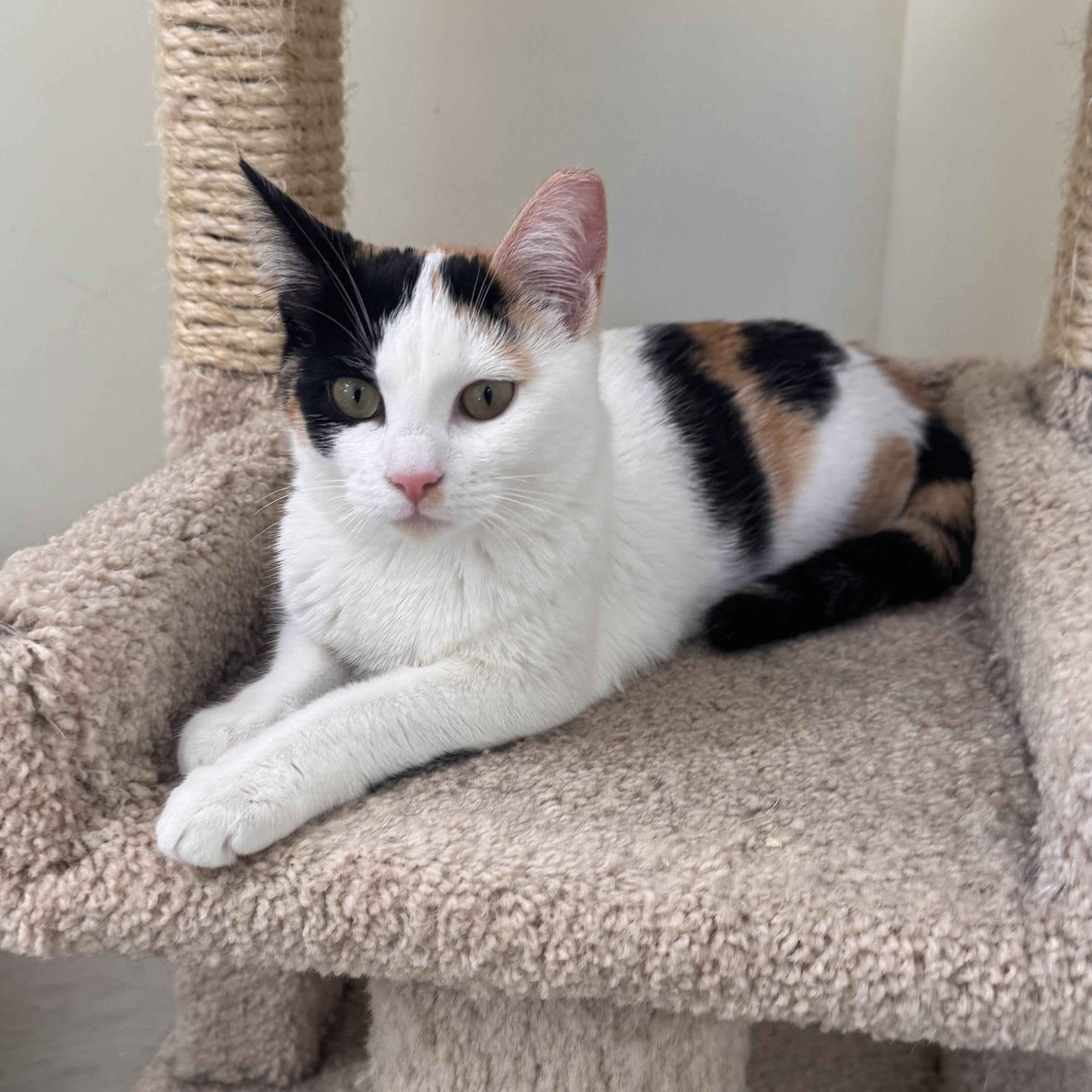 Elsa, a ADOPTABLE Calico in East Northport, NY image 2/4