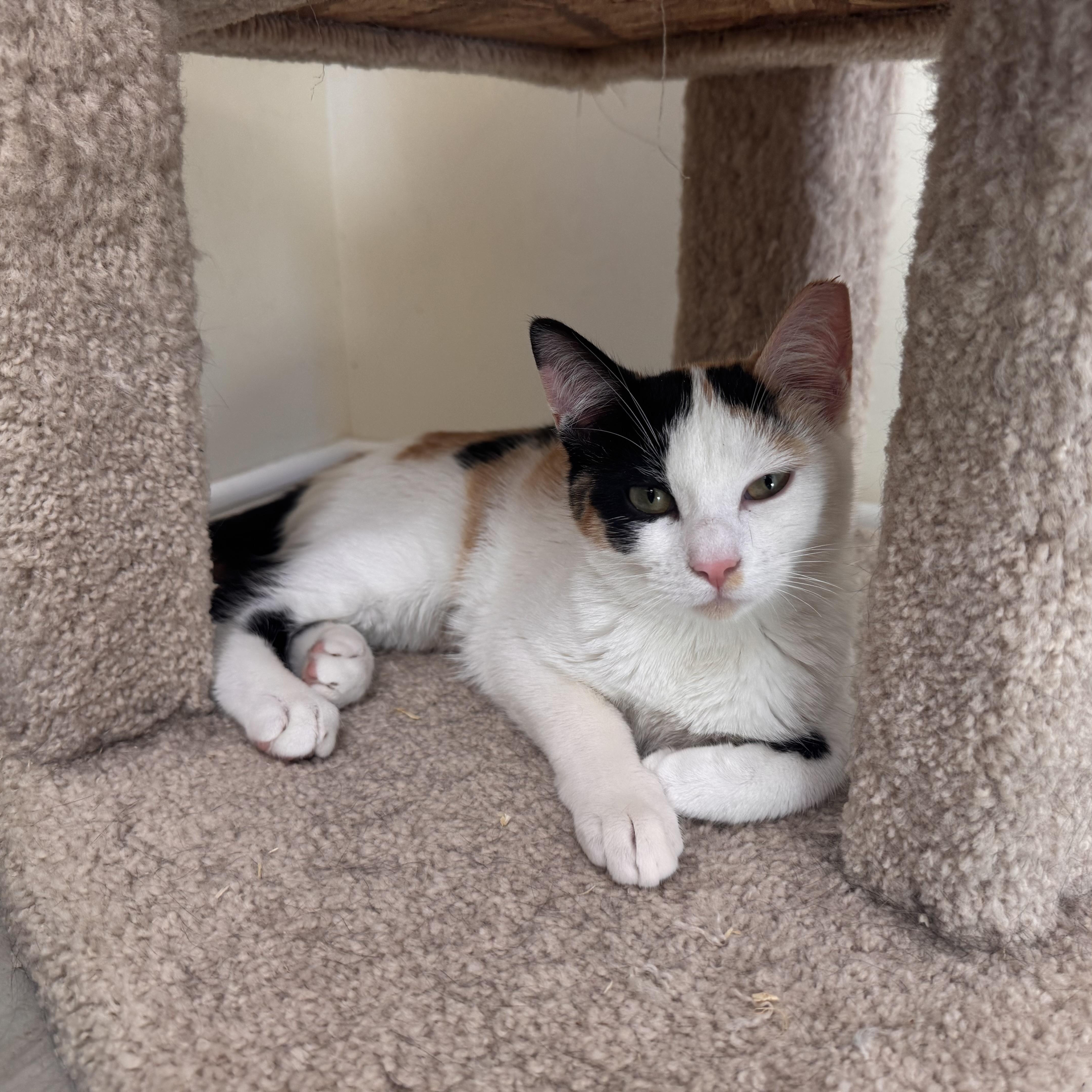 Elsa, a ADOPTABLE Calico in East Northport, NY image 4/4