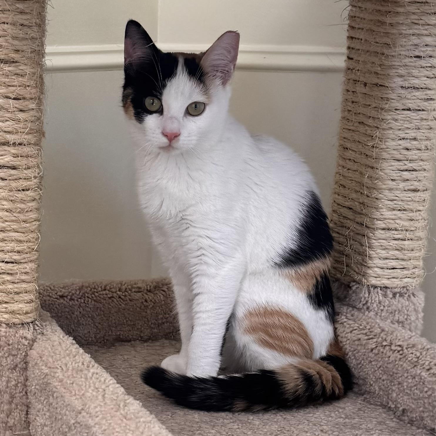 Elsa, a ADOPTABLE Calico in East Northport, NY image 3/4