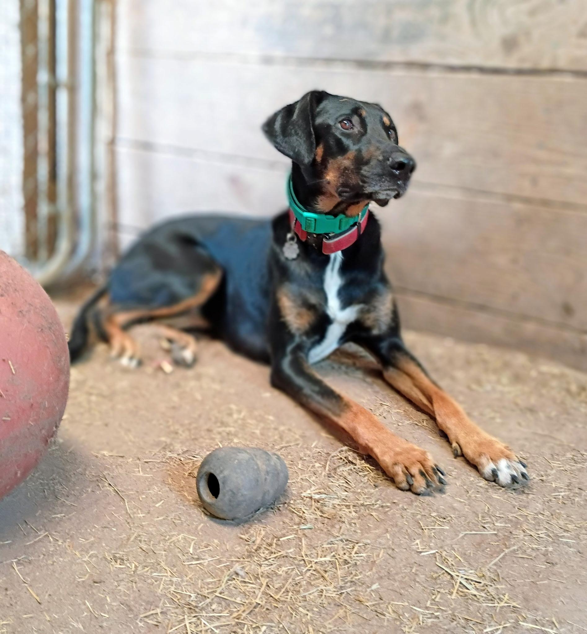 Enlarge Amber, a Adoptable mixed breed in Fulshear , TX image 2/6