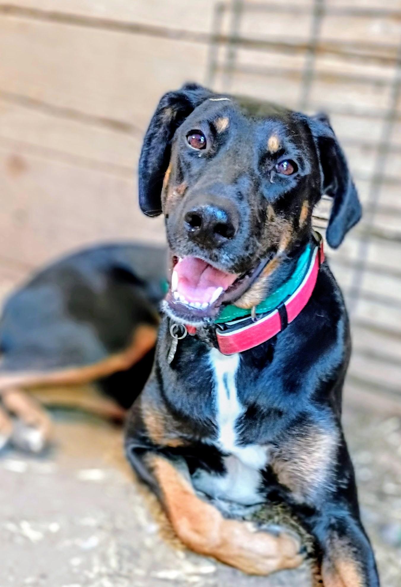 Amber, Adoptable, Adult Female Doberman Pinscher.