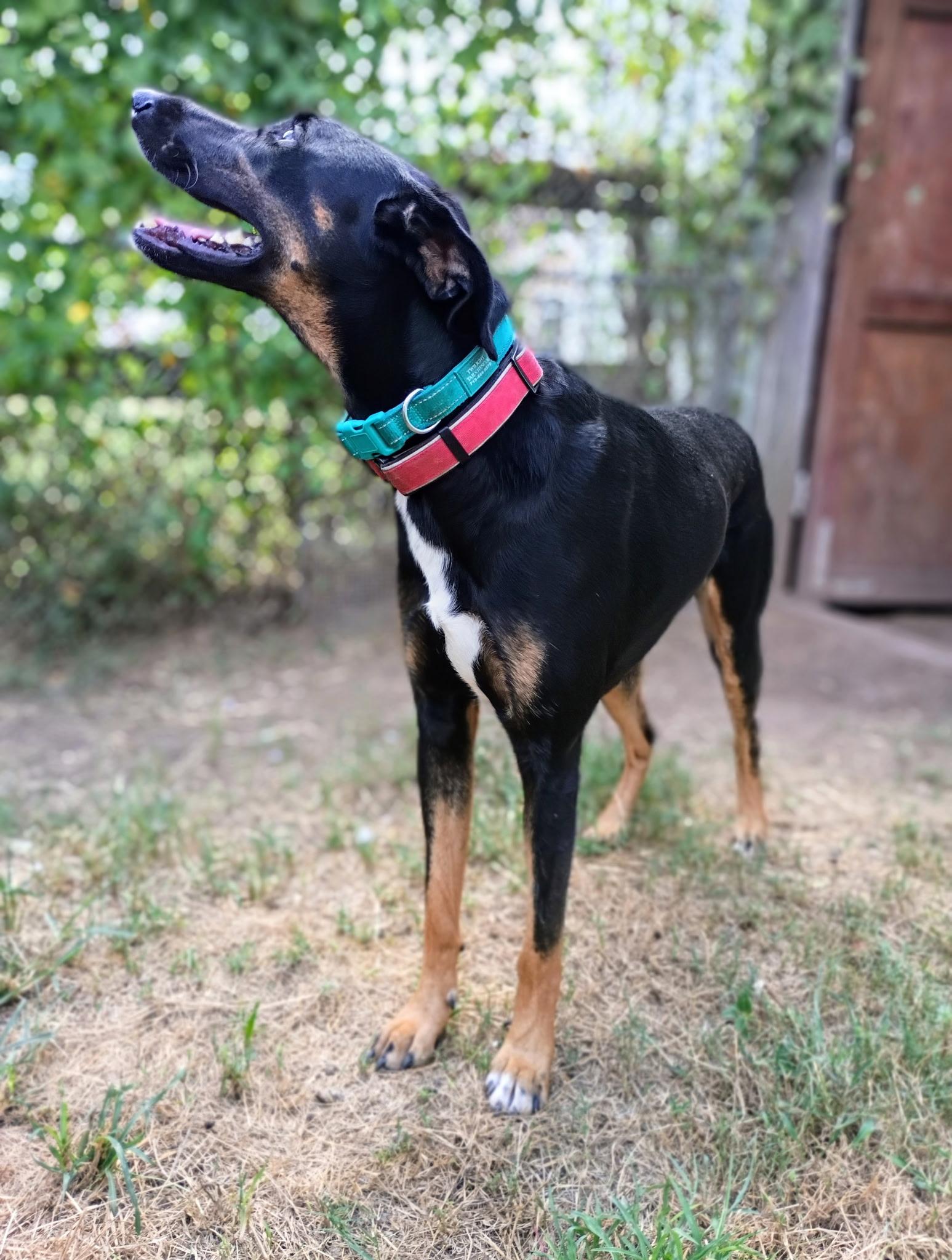 Enlarge Amber, a Adoptable mixed breed in Fulshear , TX image 6/6