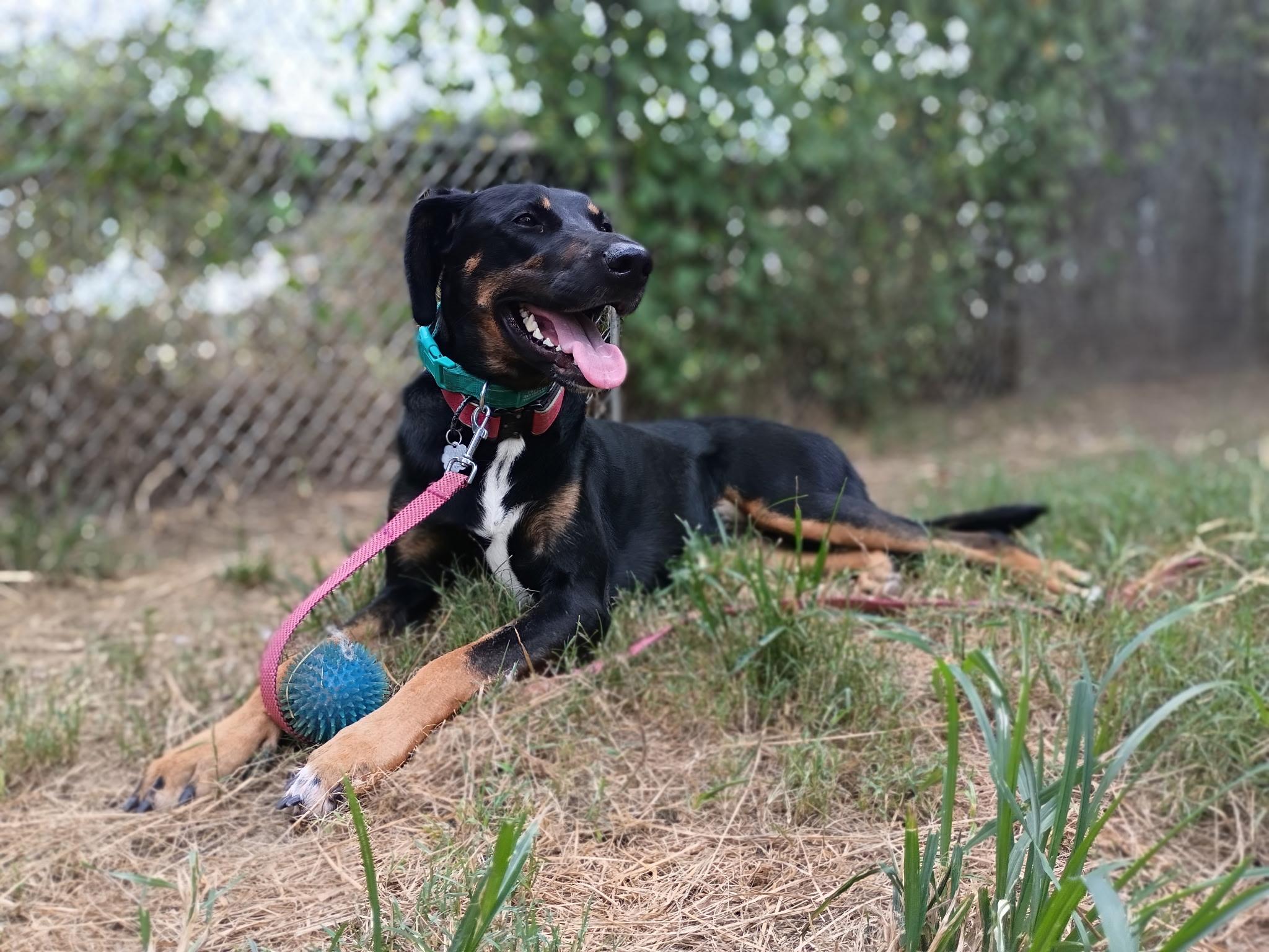 Enlarge Amber, a Adoptable mixed breed in Fulshear , TX image 4/6