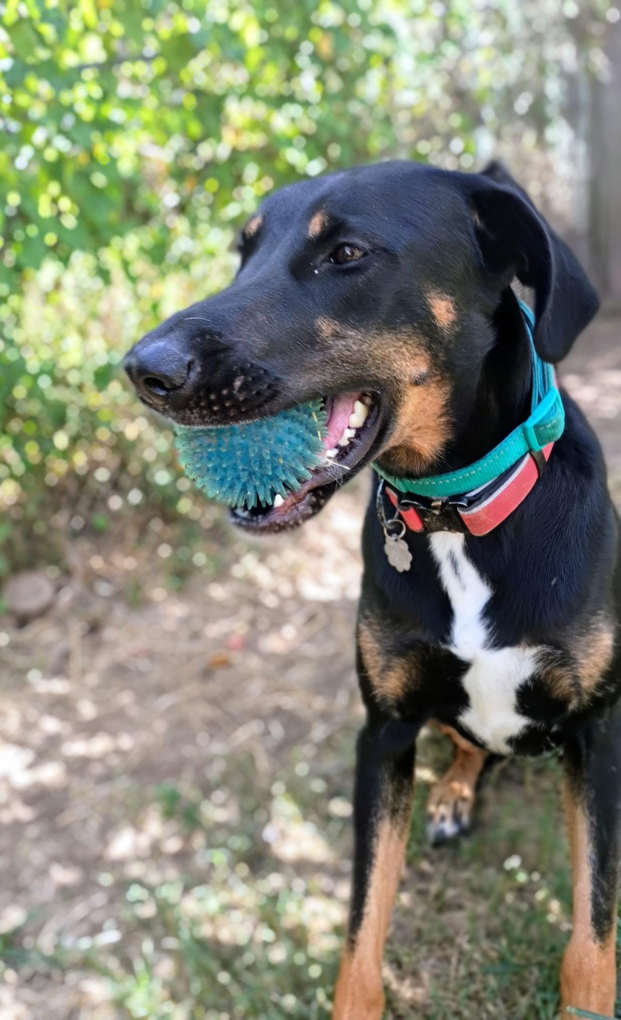 Enlarge Amber, a Adoptable mixed breed in Fulshear , TX image 5/6