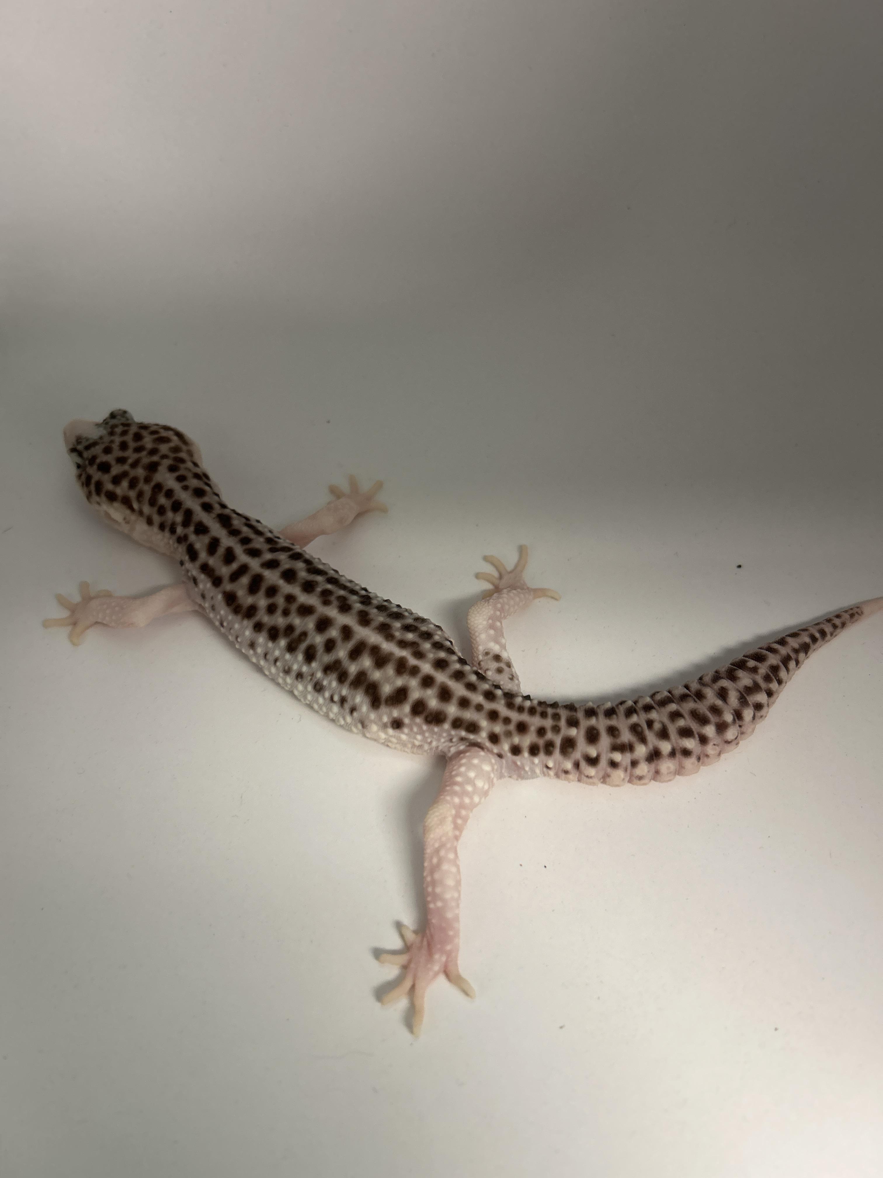 Leopard Gecko #9