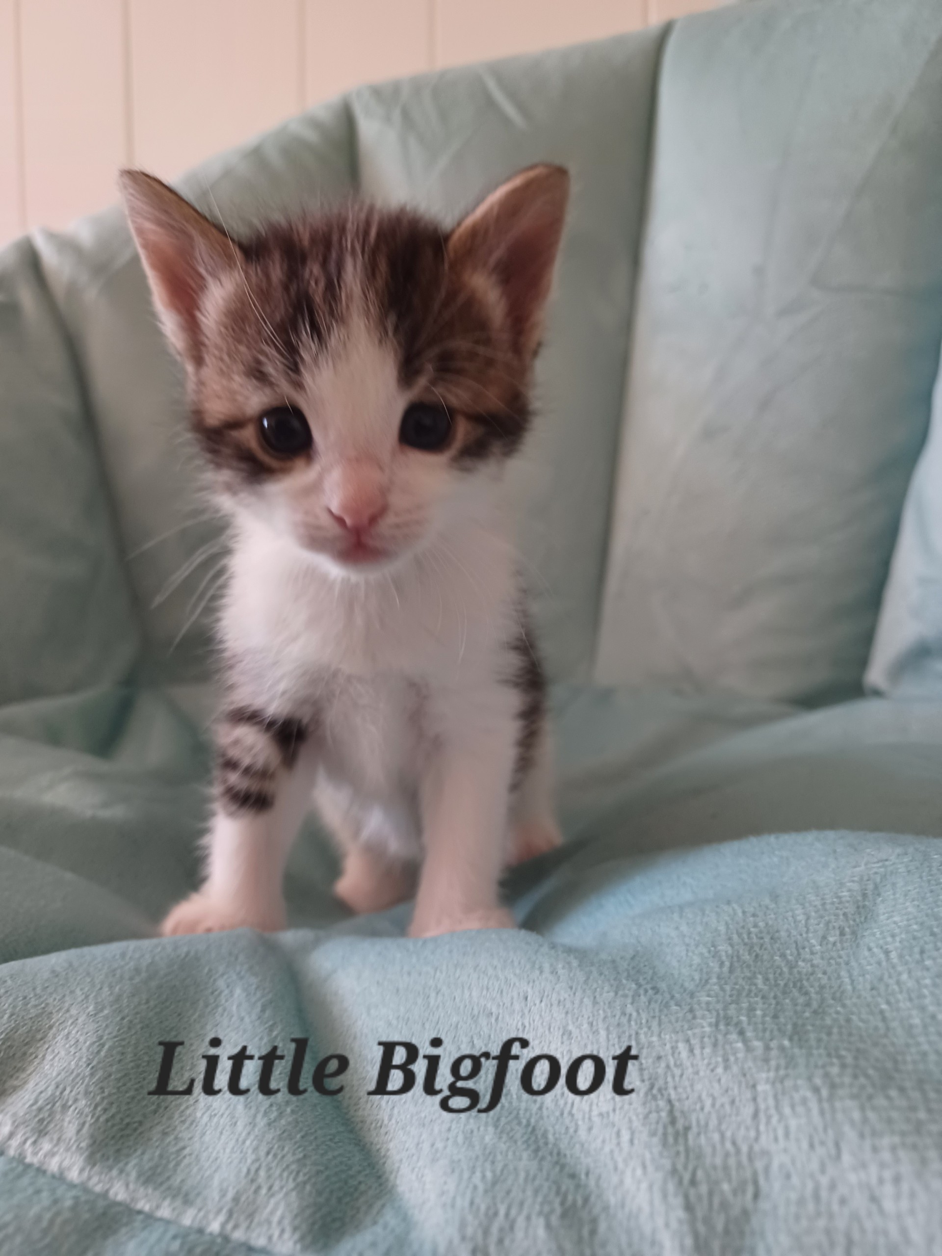 Westfield Homeless Cat Project - 7anh26j