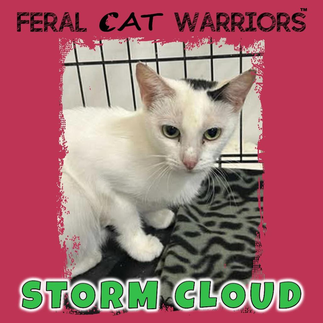 Enlarge Storm Cloud, a Adoptable Domestic Short Hair in Kingman, AZ image 1/1
