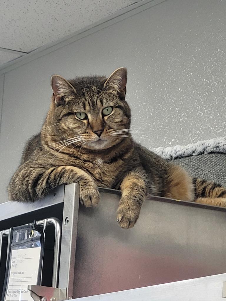 DENALI, Adoptable, Adult Female Domestic Short Hair.