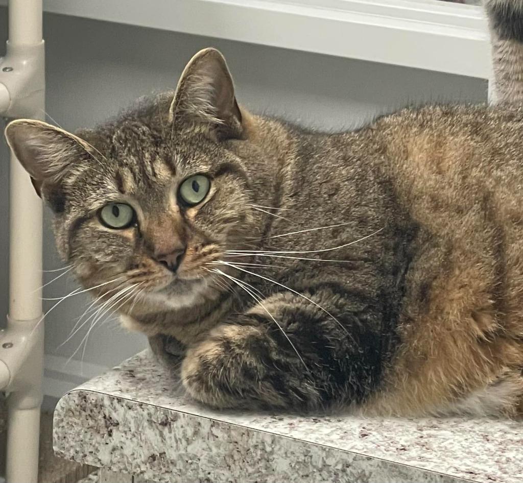 Enlarge DENALI, a Adoptable mixed breed in New Bern, NC image 2/6