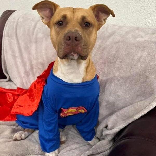 Alfie loves Dogs and Toys! — thumbnail 2