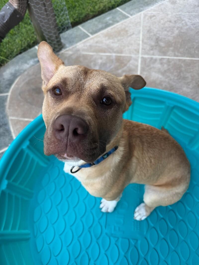 Alfie loves Dogs and Toys! — thumbnail 4