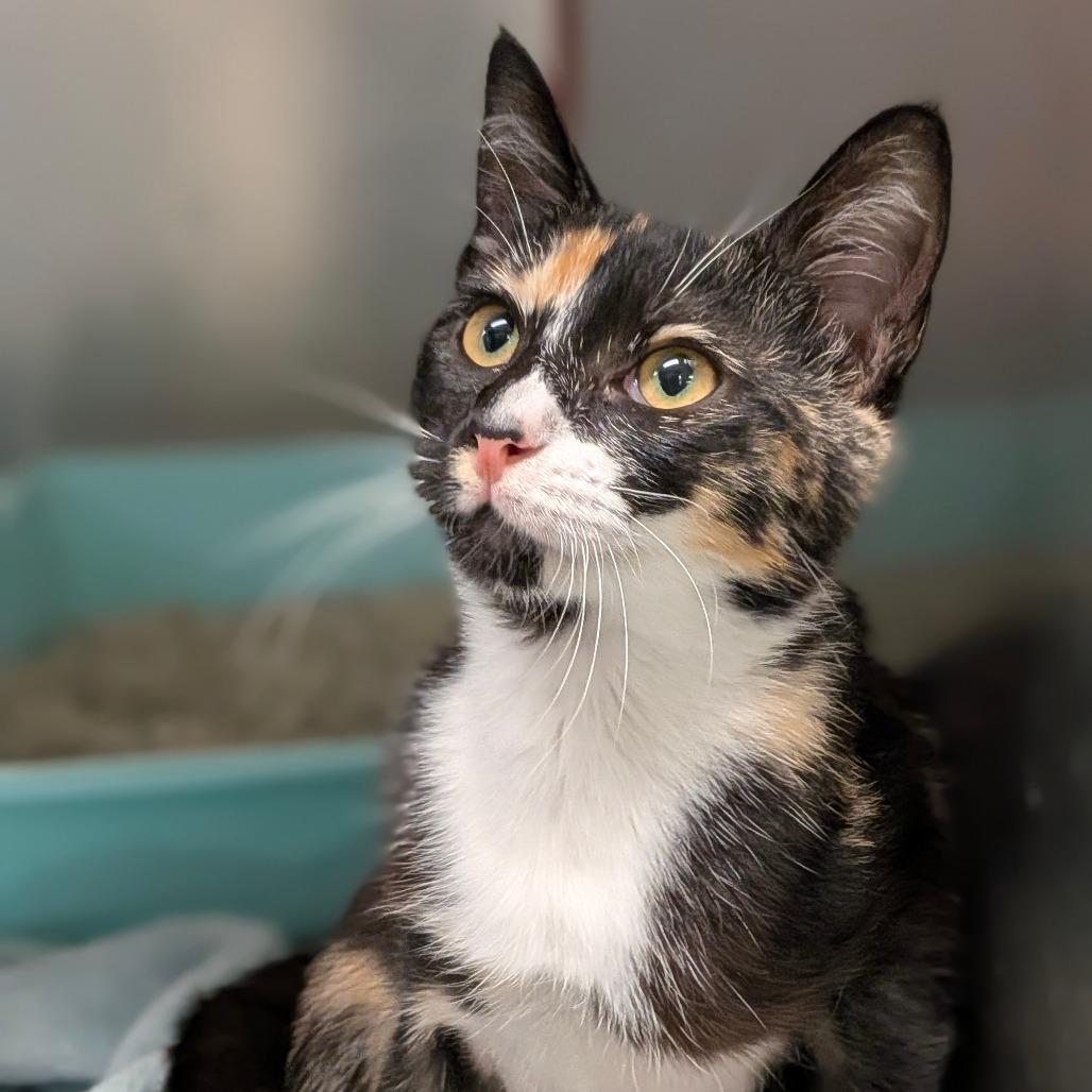 Enlarge Talia, a Adoptable Domestic Short Hair in Houston, TX image 1/3